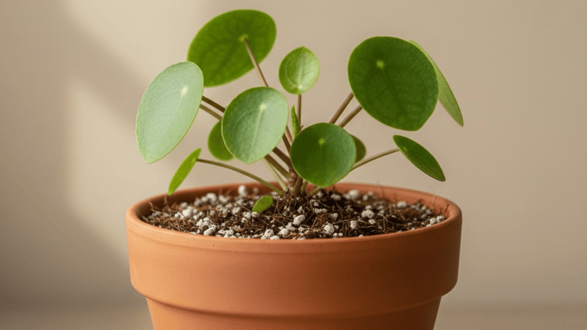 best-soil-and-pot-setup