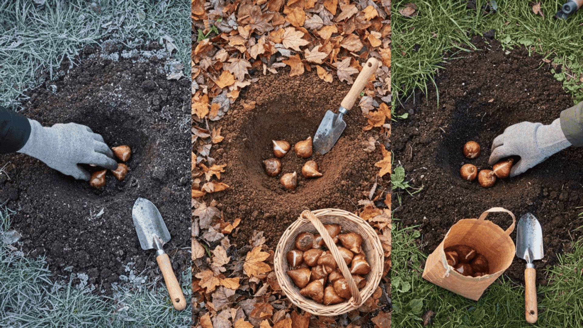 best time to plant tulip bulbs