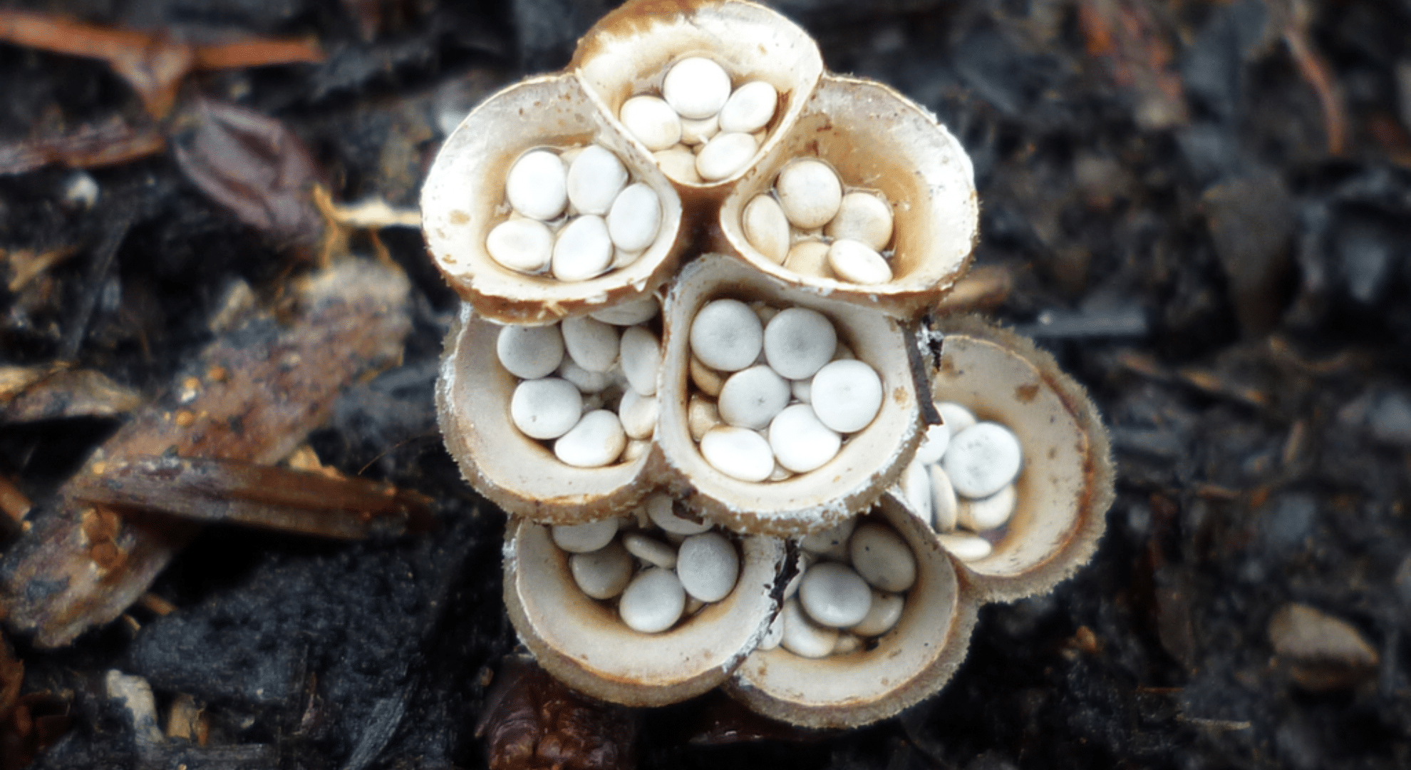 bird s nest fungus