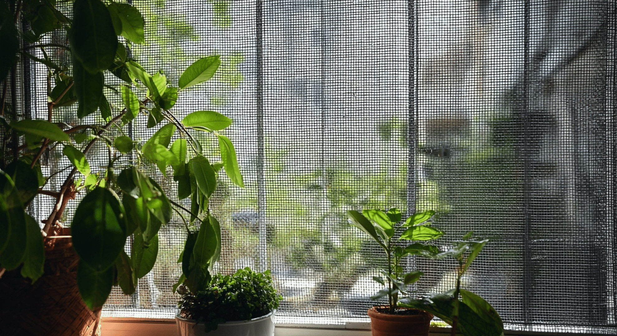 bugs around windows doors and plants