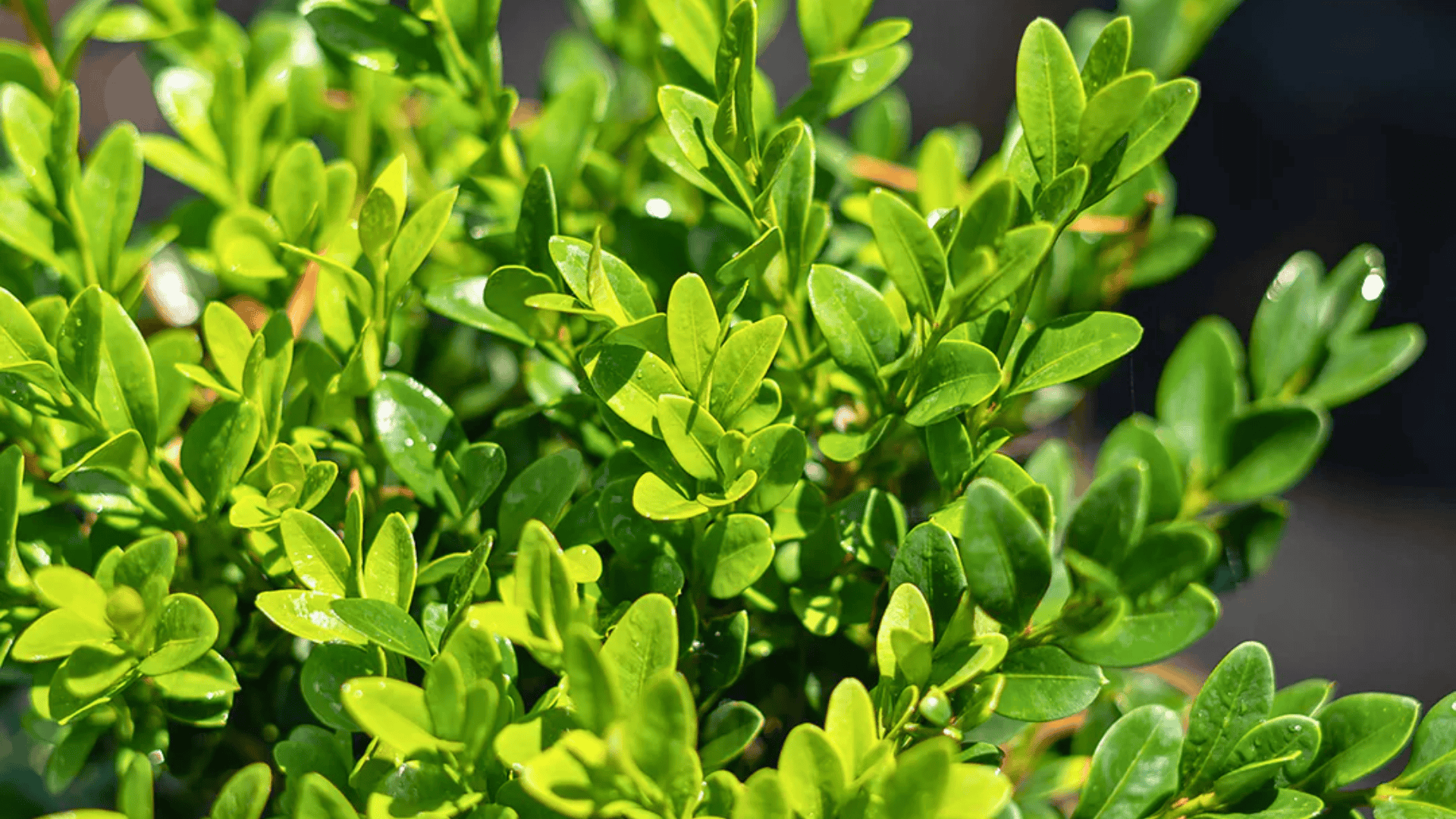 buxus microphylla littleleaf boxwood