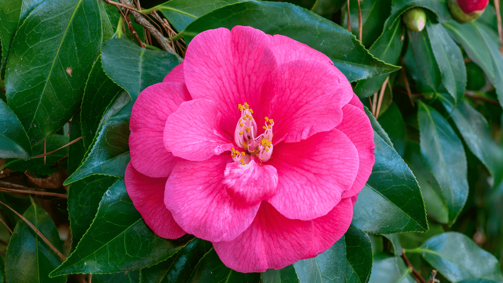 camellia japonica japanese camellia