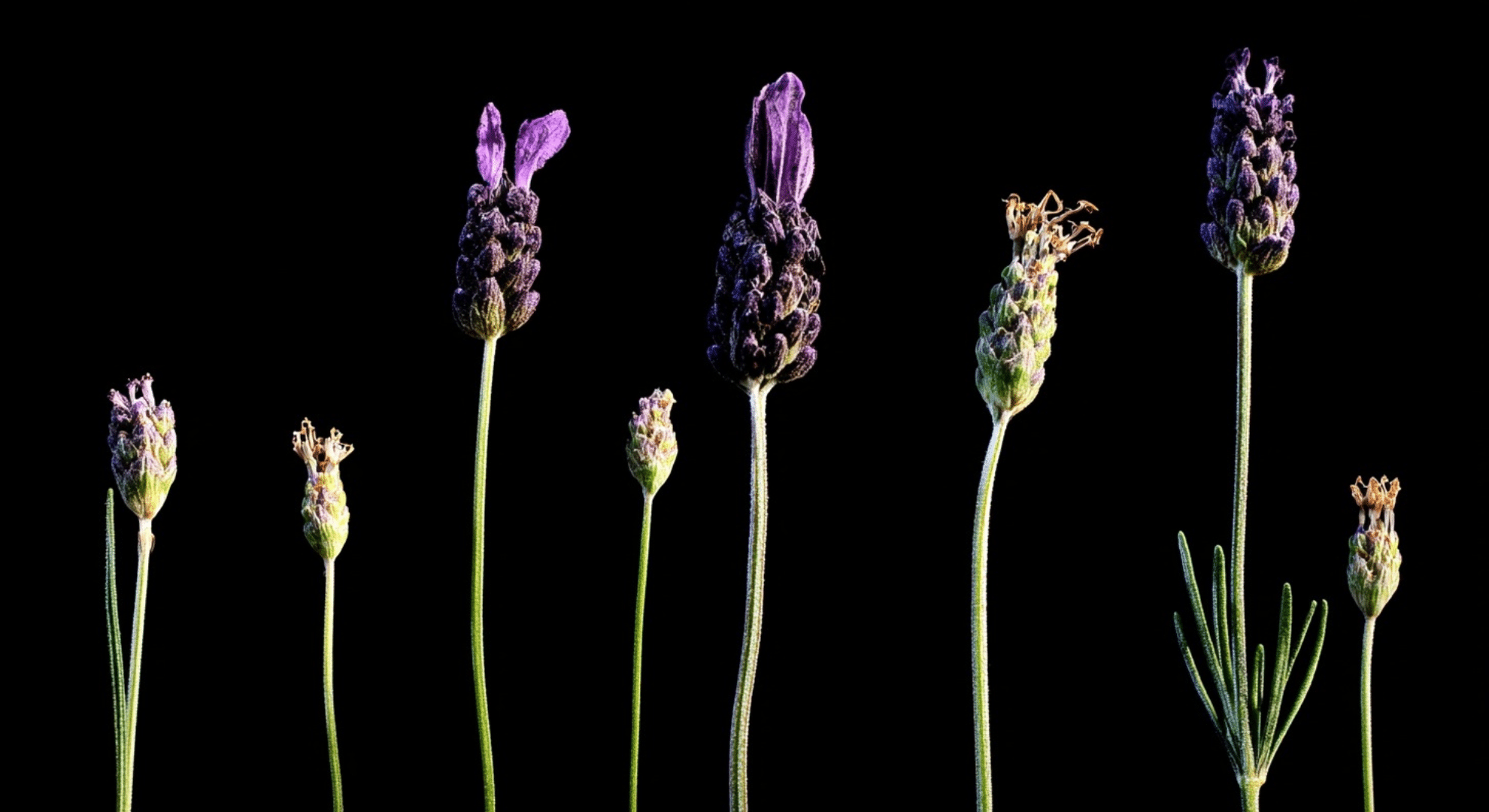 can lavender bloom more than once