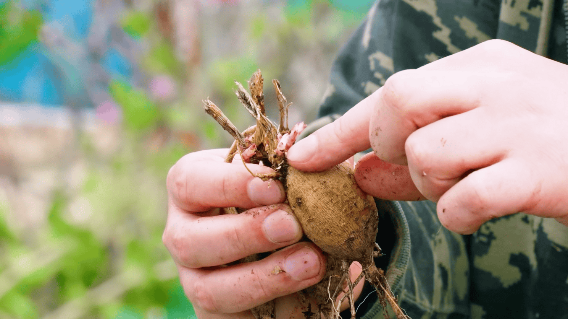 check the tuber and find the eye