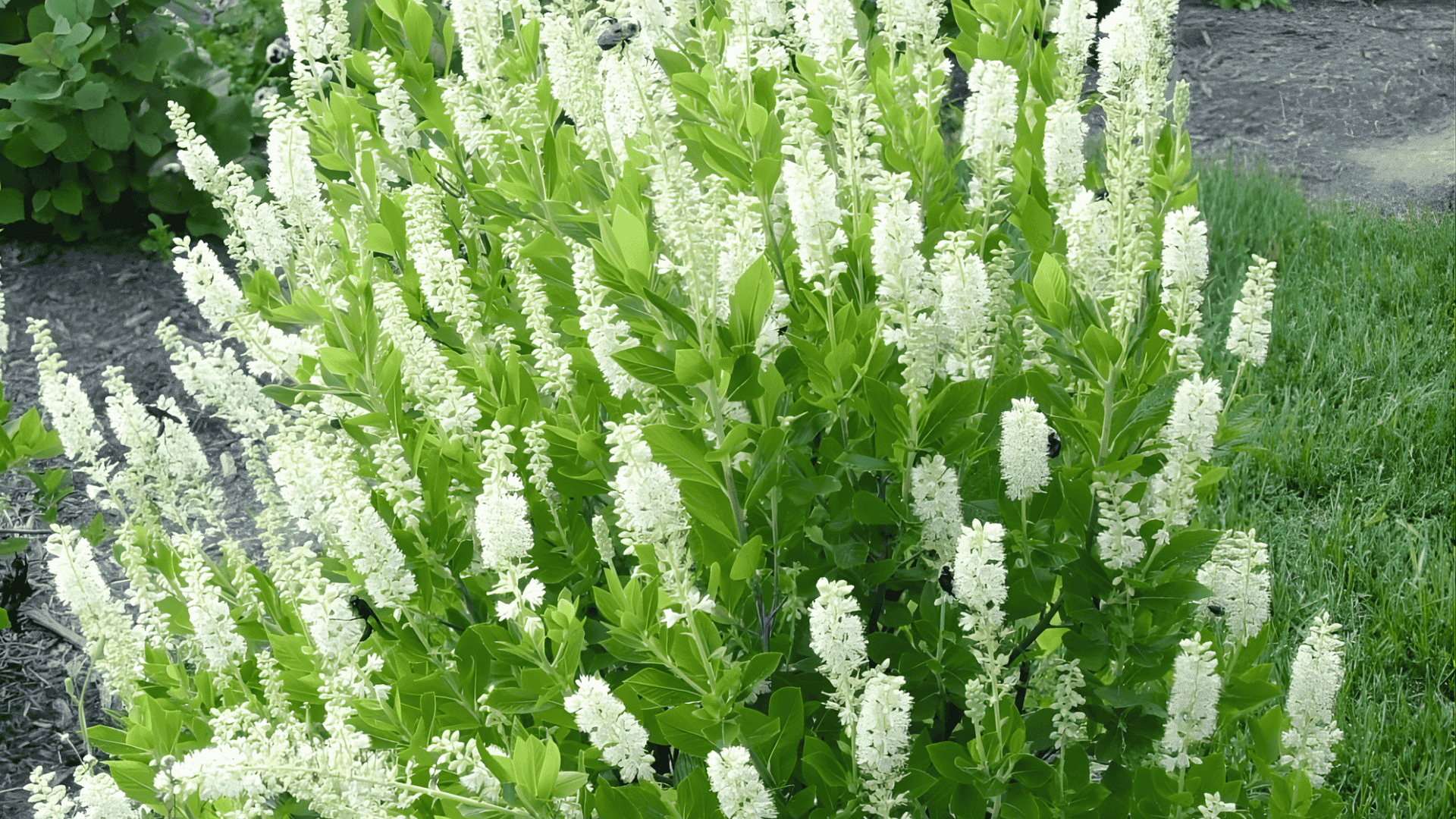 clethra alnifolia summersweet clethra