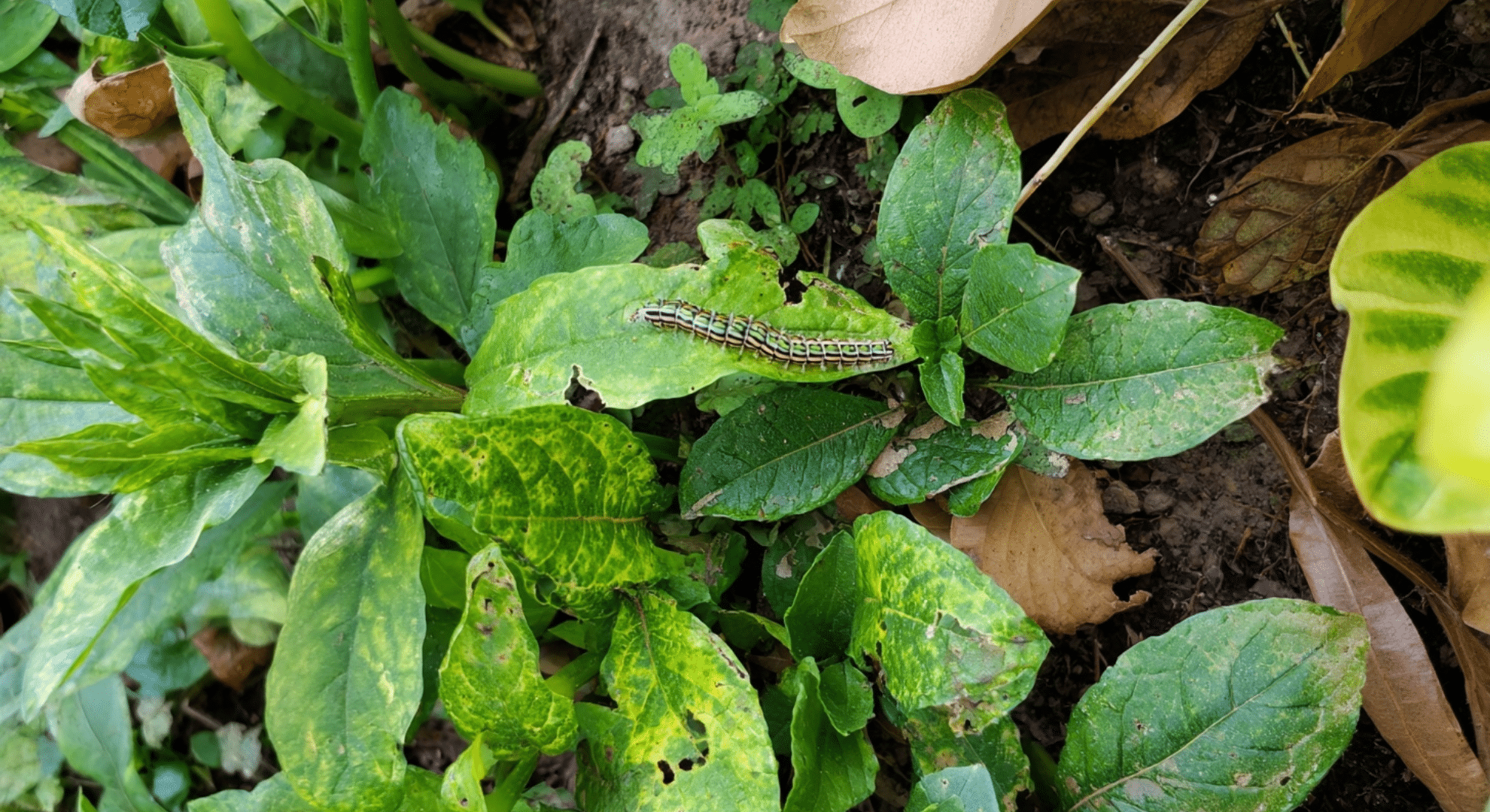 common garden pests and how to recognize them