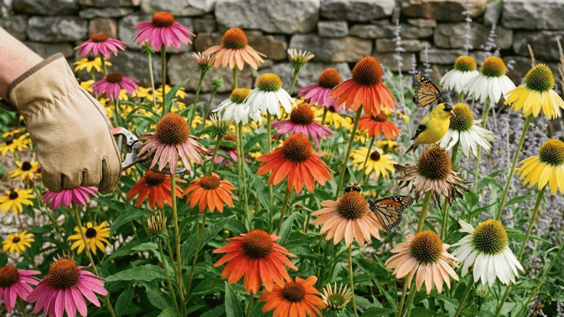coneflowers