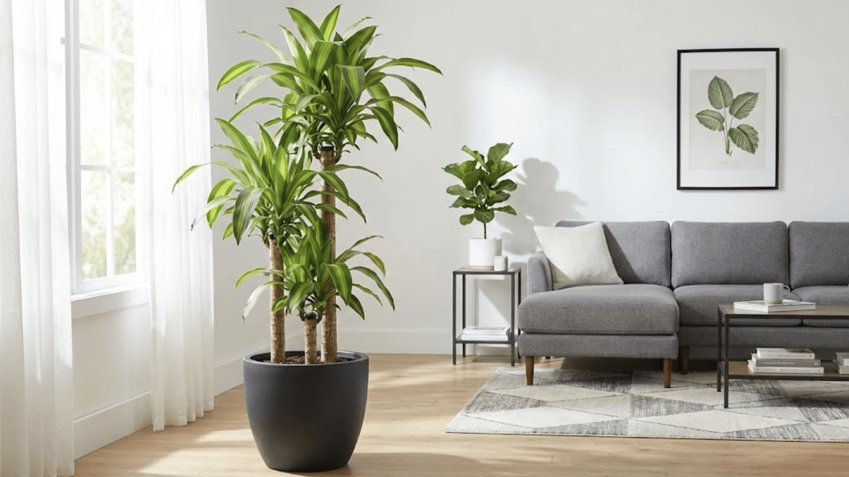 corn plant care indoor