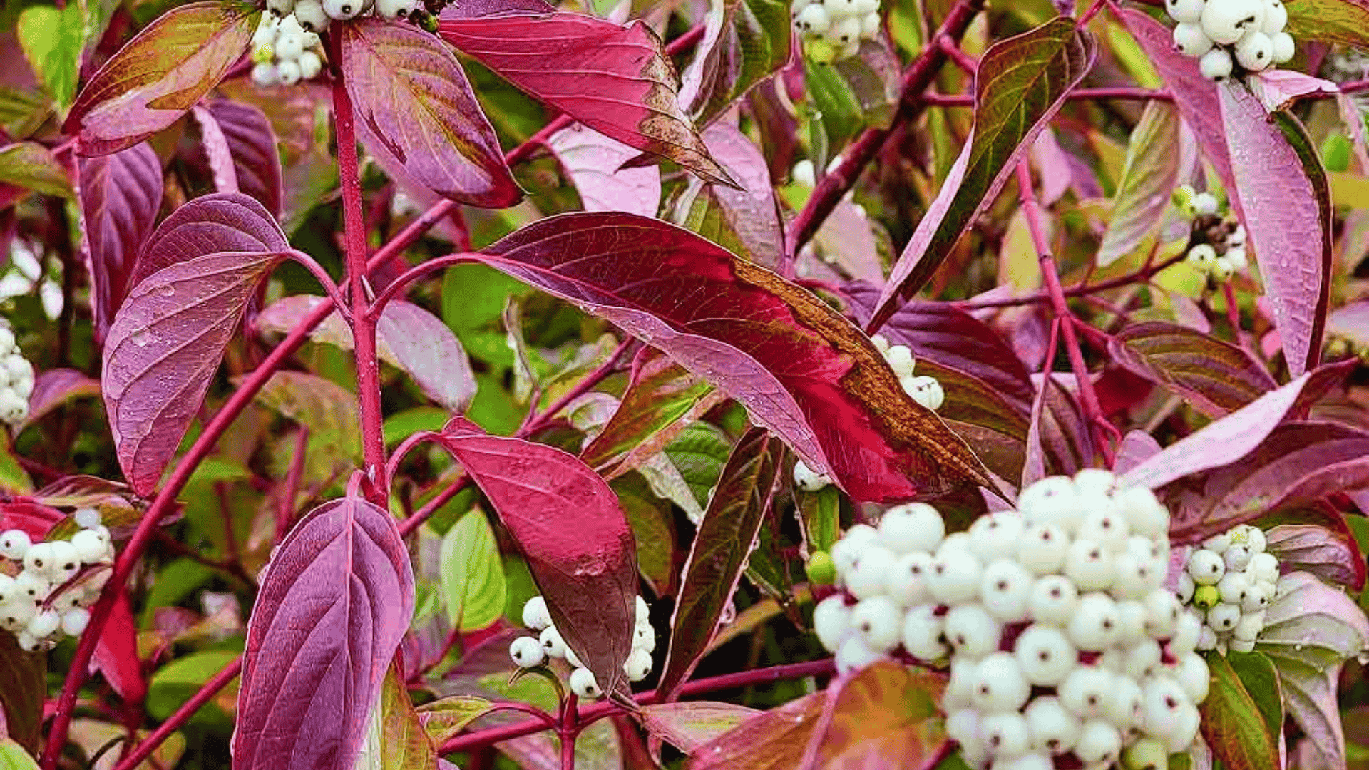 cornus sericea red twig dogwood