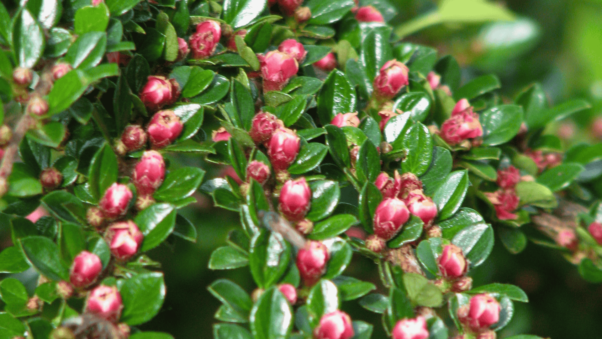 cotoneaster horizontalis rock cotoneaster