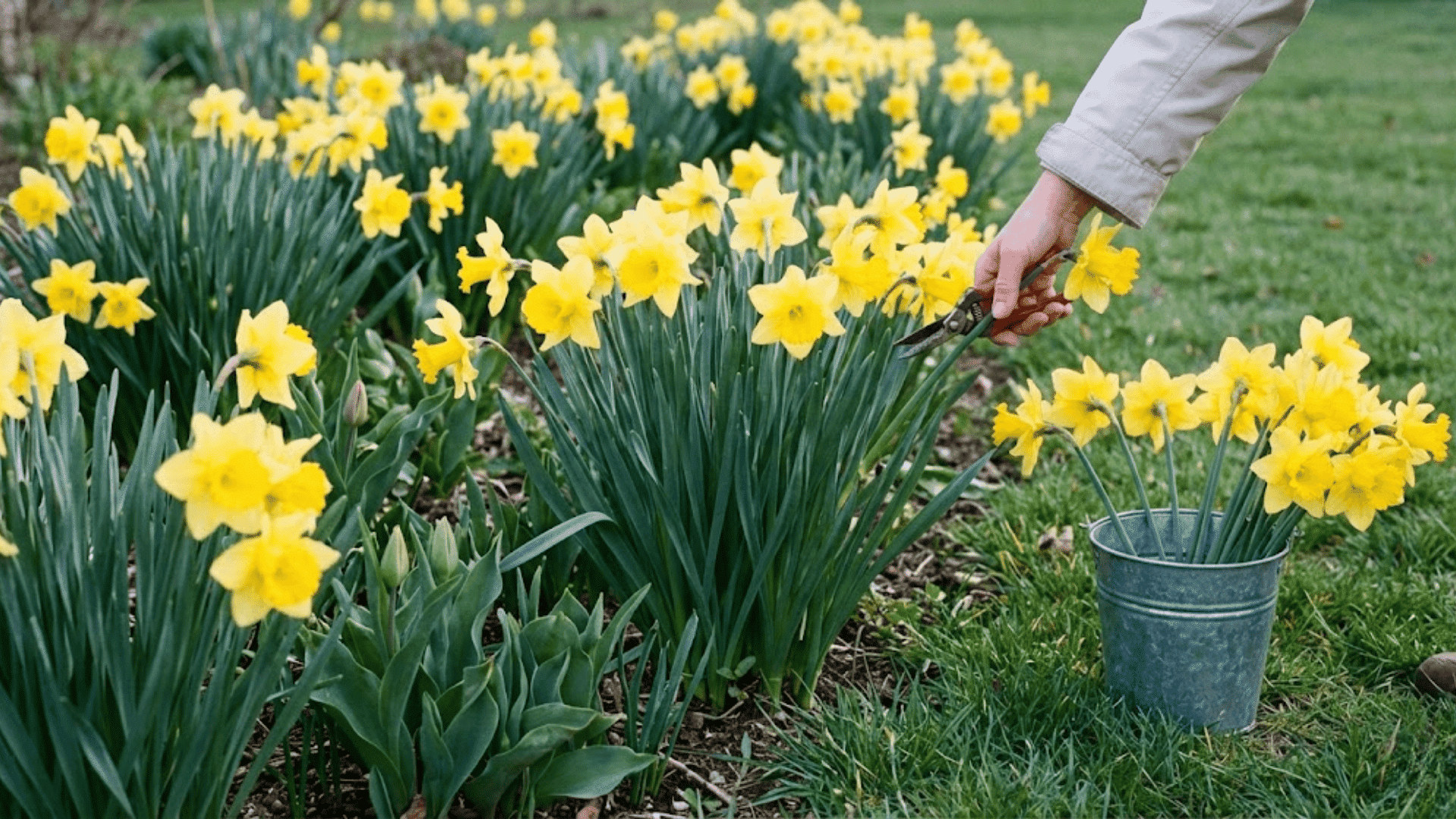 daffodils