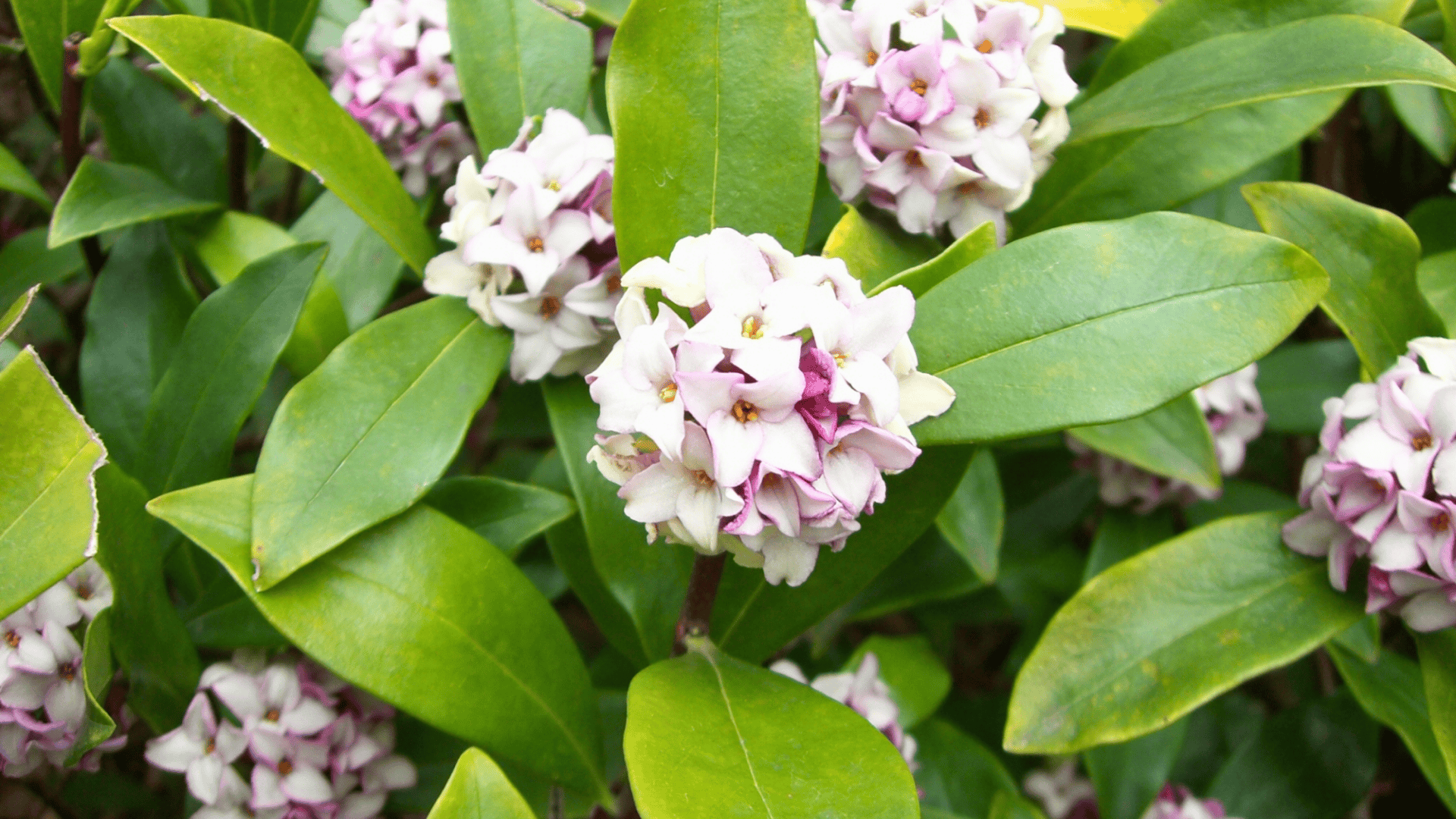 daphne odora winter daphne