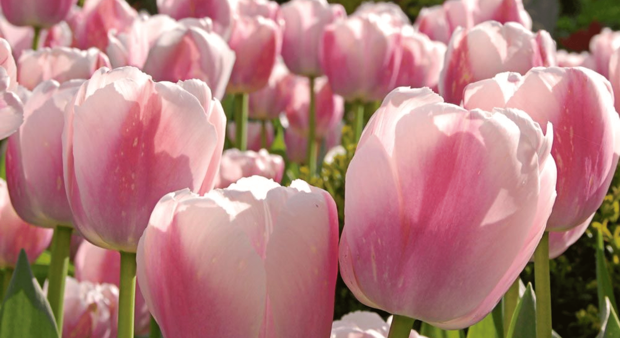 darwin hybrid tulips