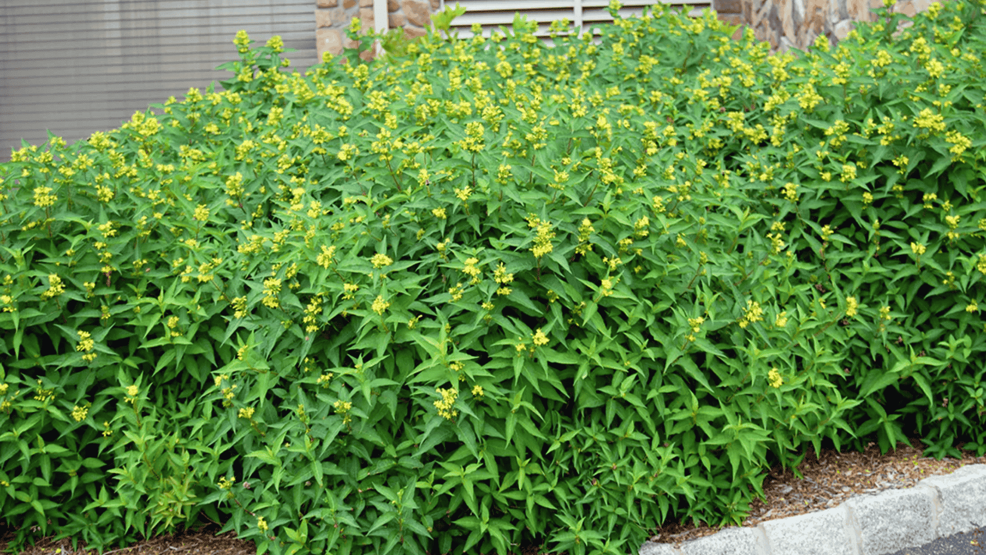 diervilla lonicera bush honeysuckle