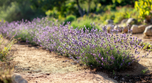 does lavender spread