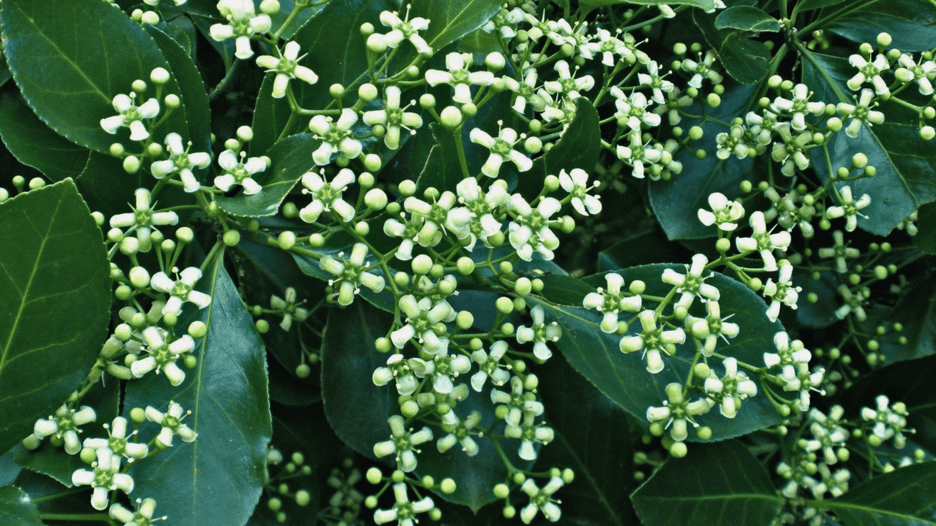 euonymus fortunei wintercreeper
