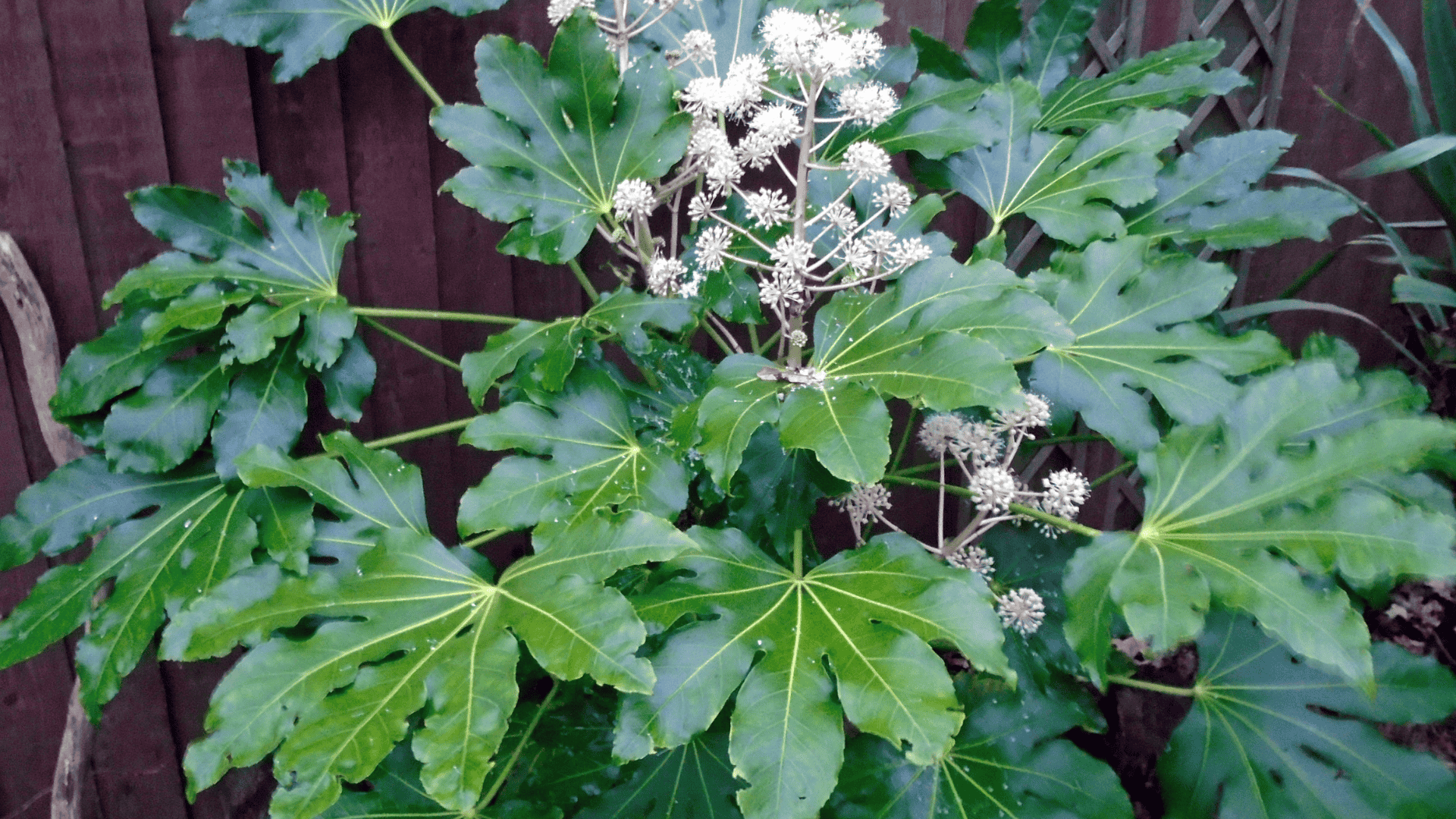 fatsia japonica japanese aralia