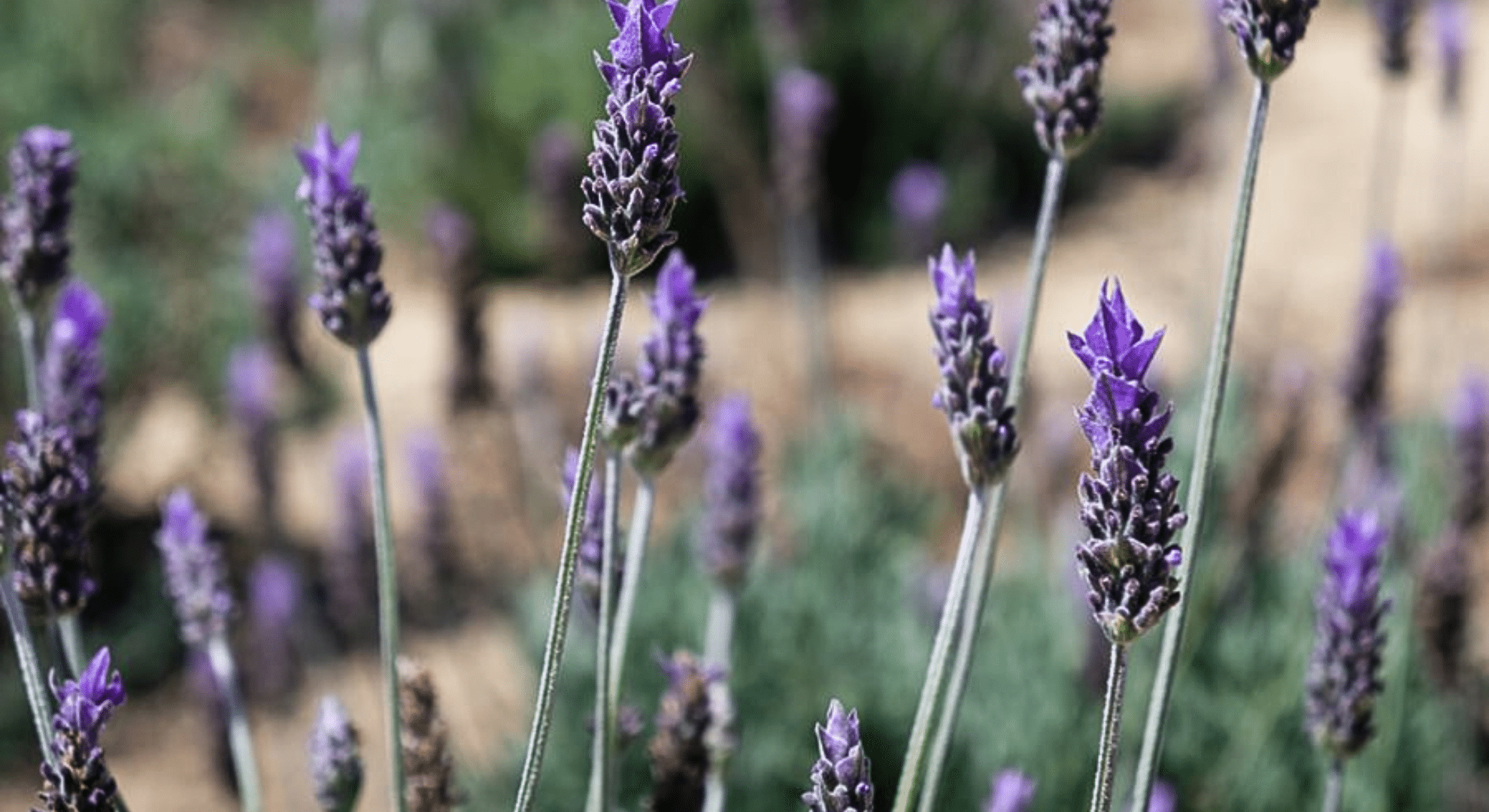 french lavender