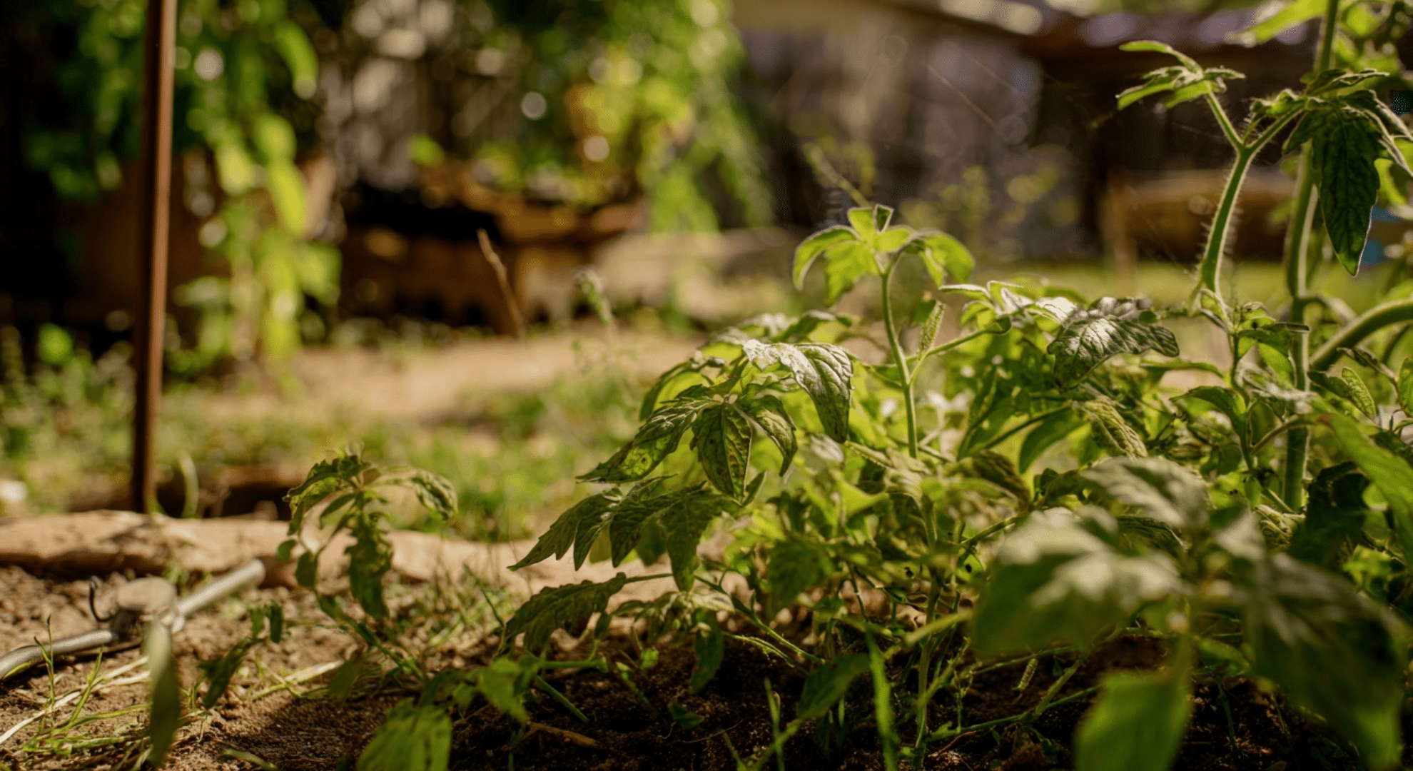 garden pest identification made simple