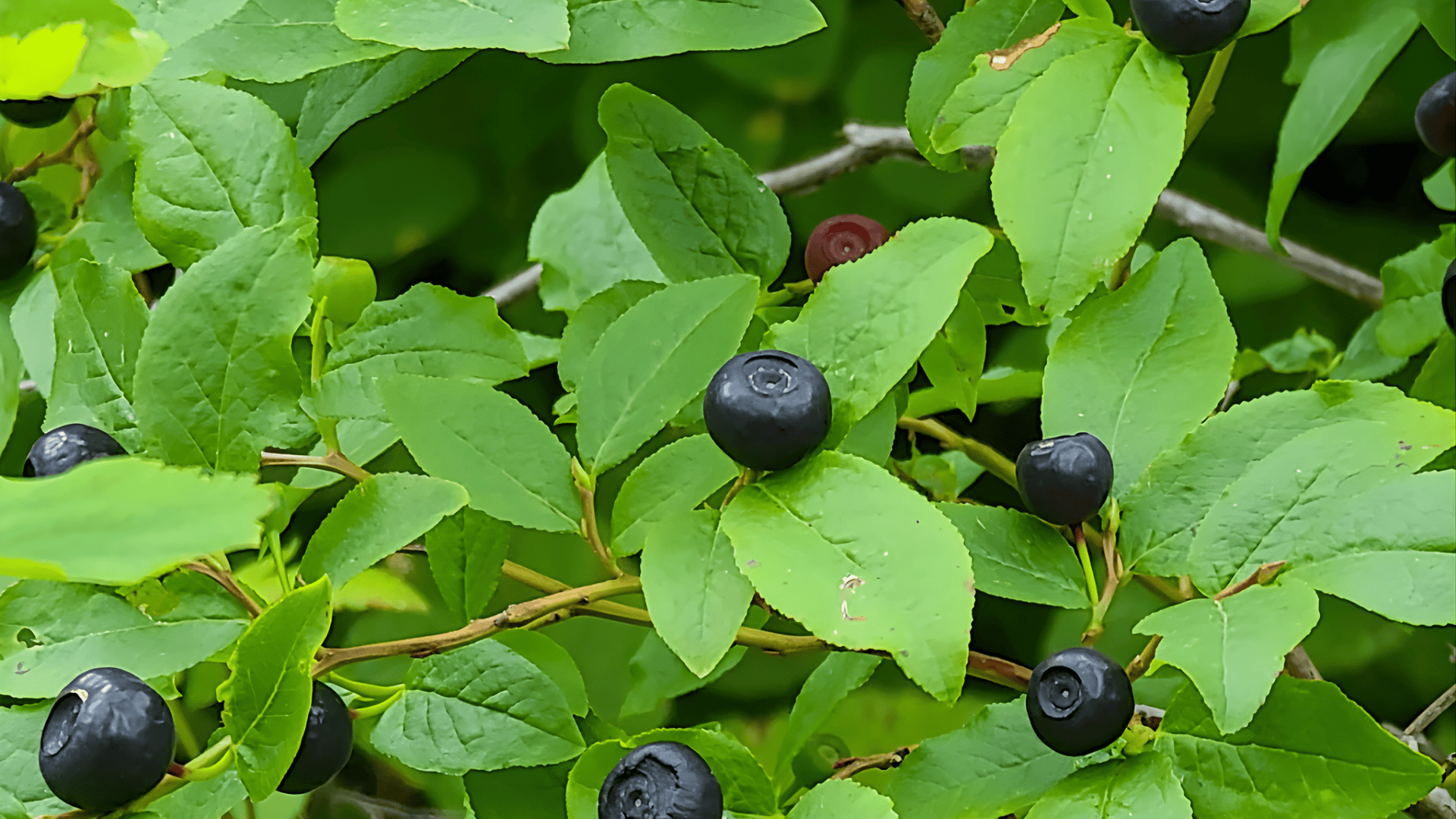 gaylussacia baccata black huckleberry