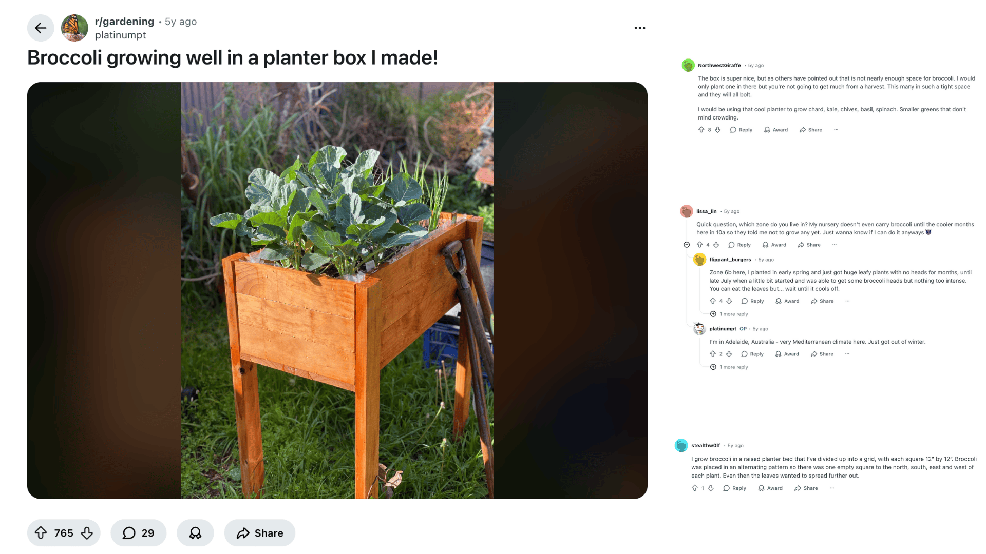 growing broccoli in containers small spaces