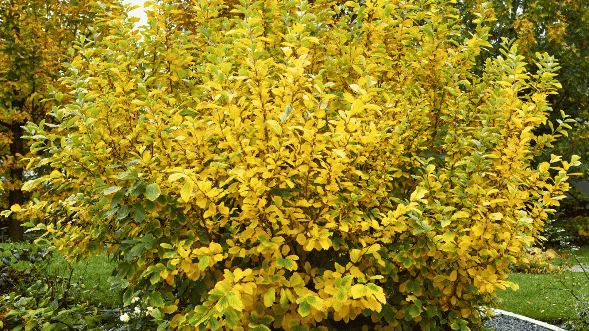 hammamelis mollis chinese witch hazel