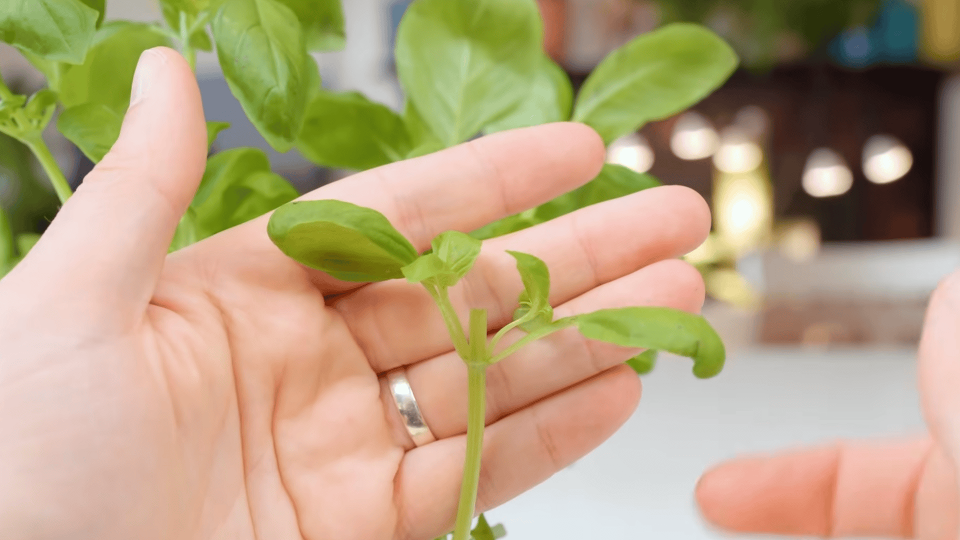 harvest the whole plant but leave enough to recover