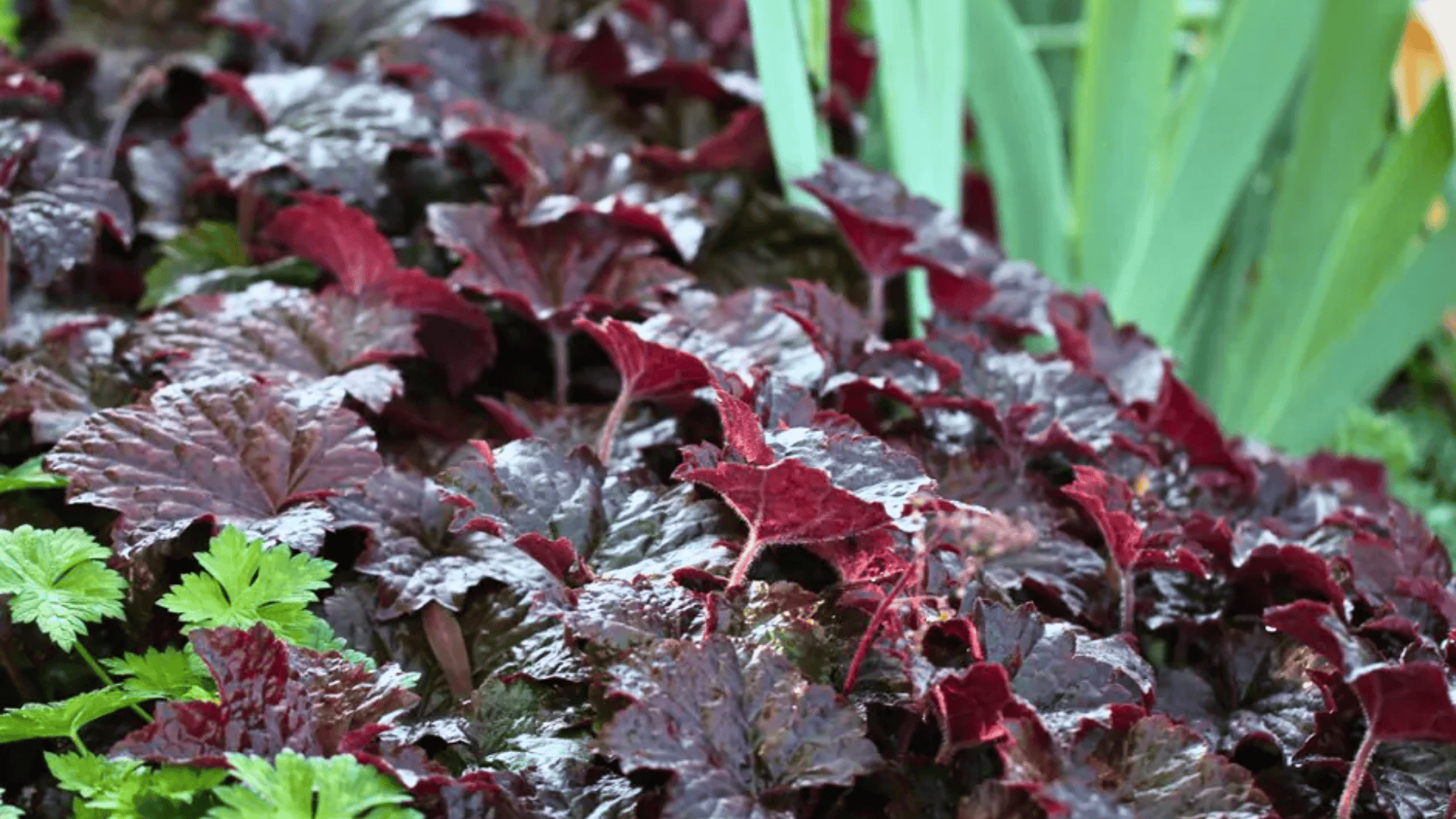 heuchera villosa coral bells shrub form