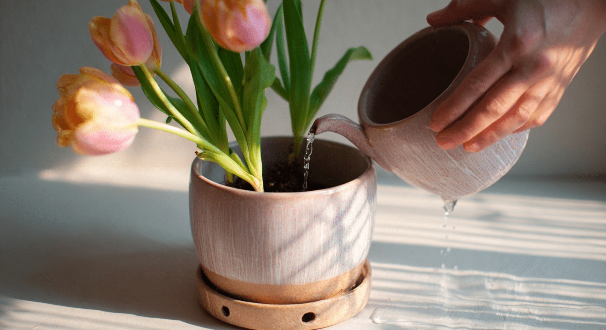 how and when to water potted tulips