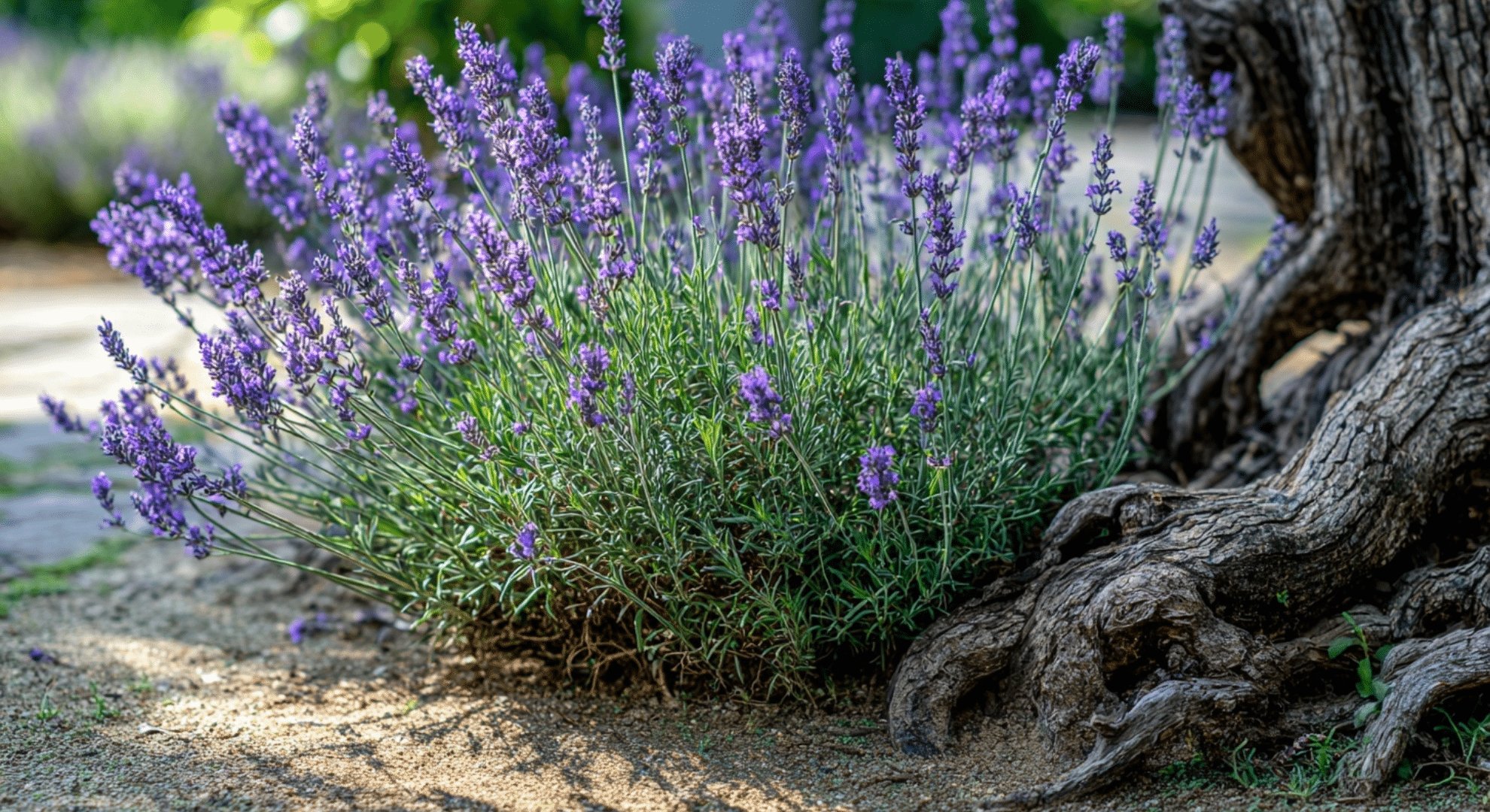 how long does a lavender perennial live