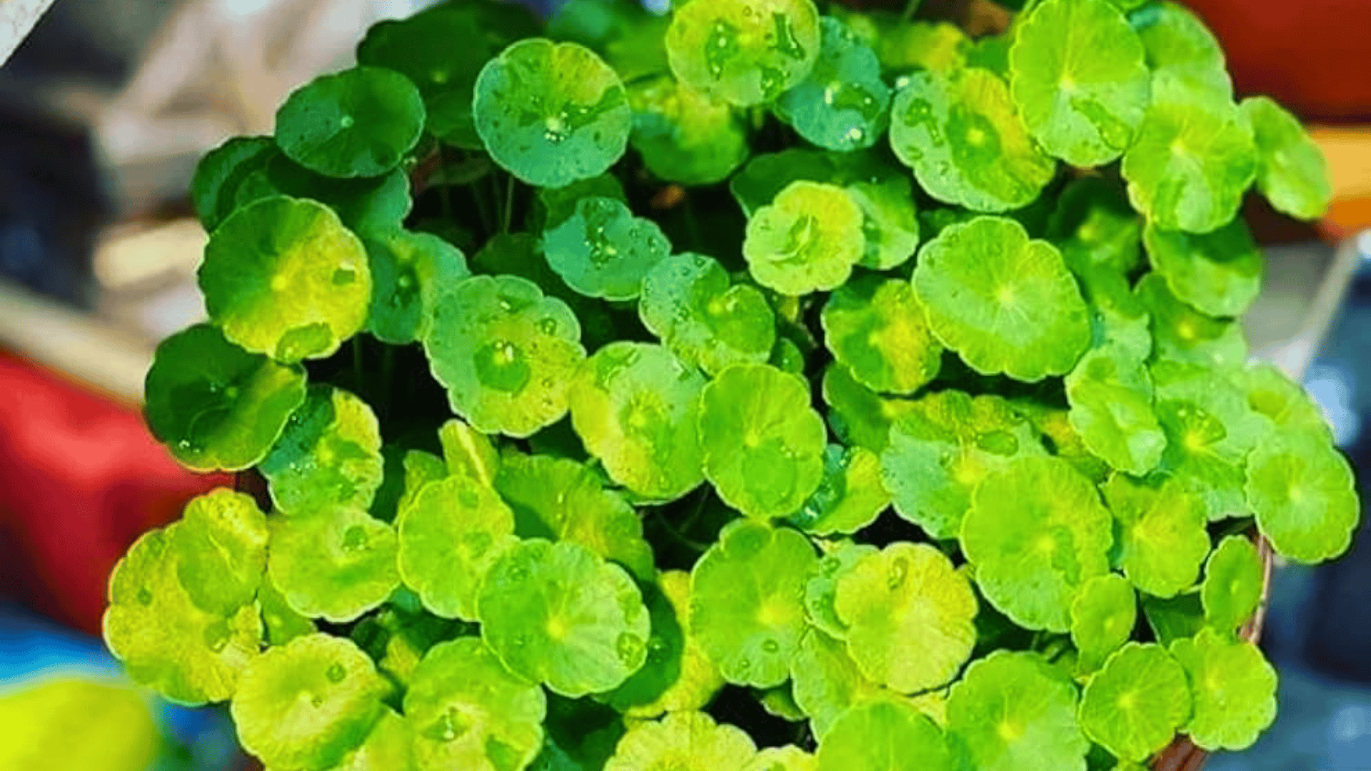 how-to-care-for-a-chinese-money-plant-indoors