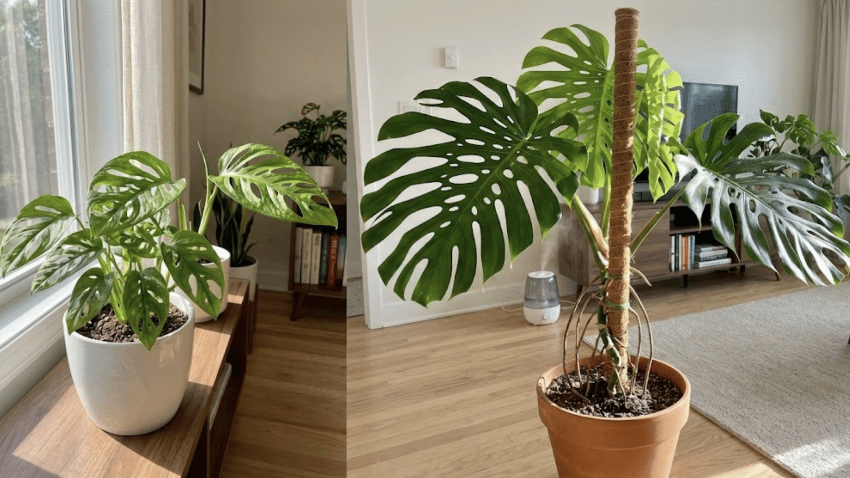 how to encourage bigger leaves and more holes