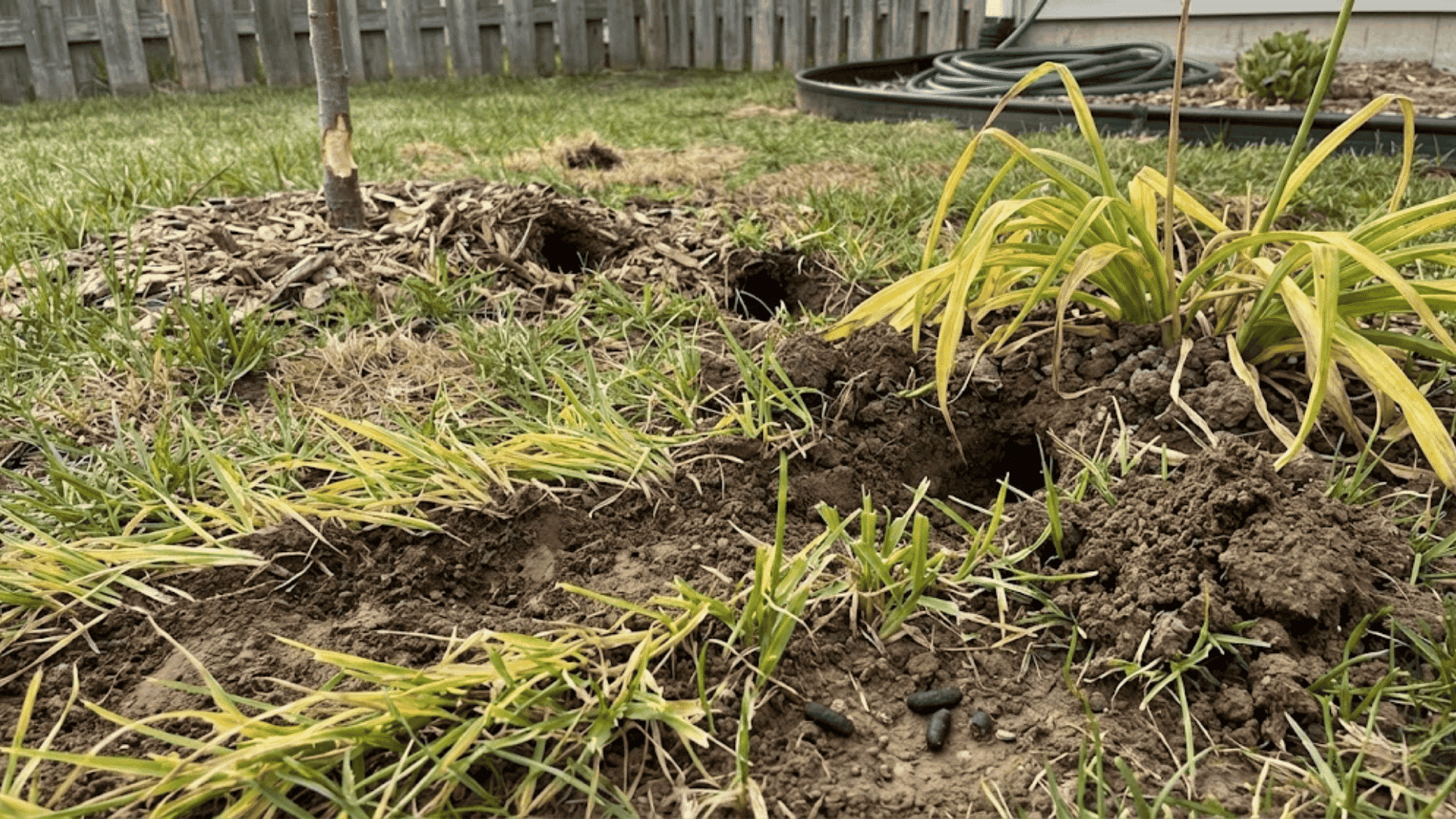 how-to-get-rid-of-voles-proven-vole-control-tips