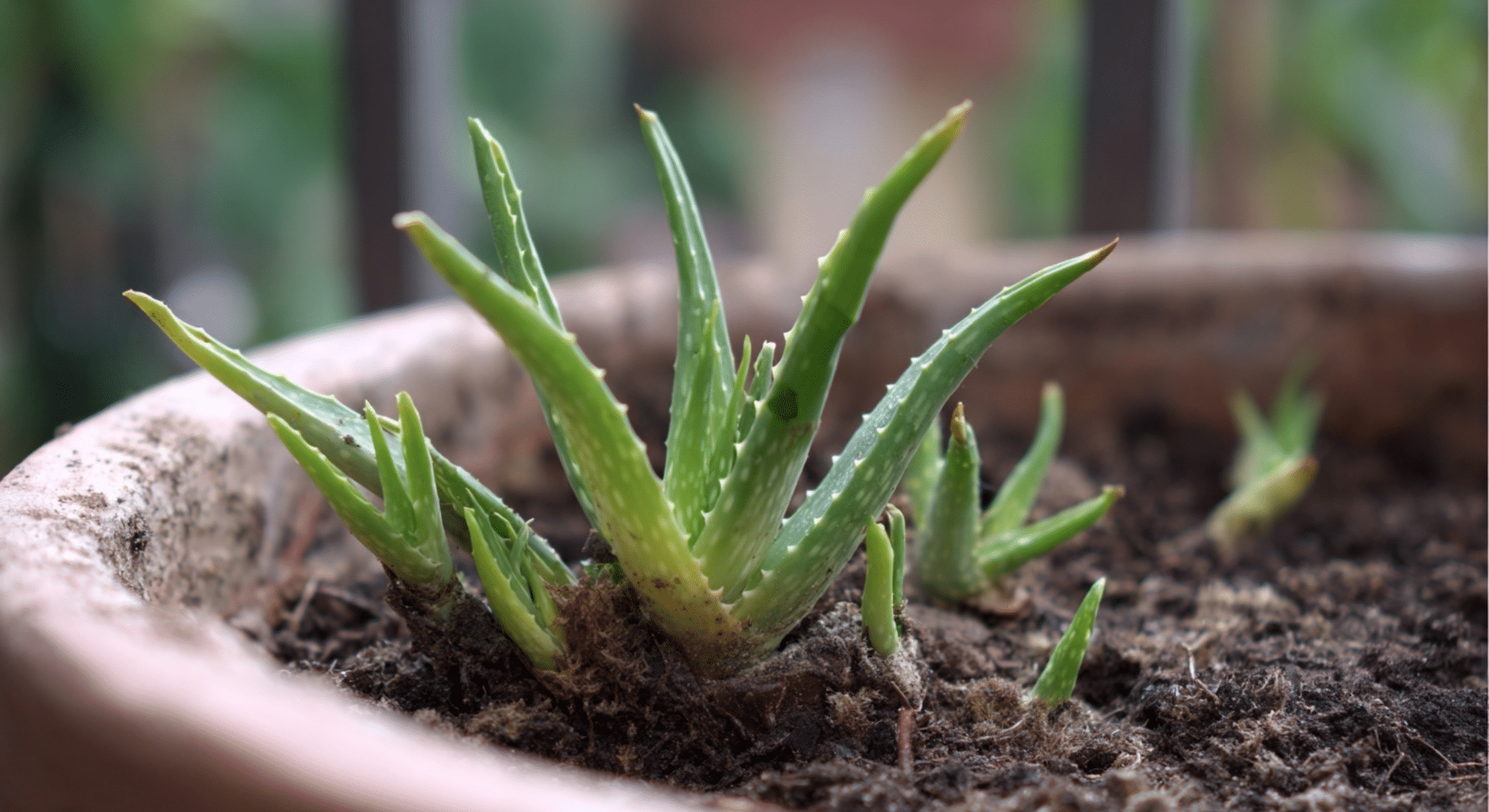 how to grow aloe vera plants from seedling to full growth
