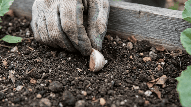 how to grow garlic from a clove in your home garden