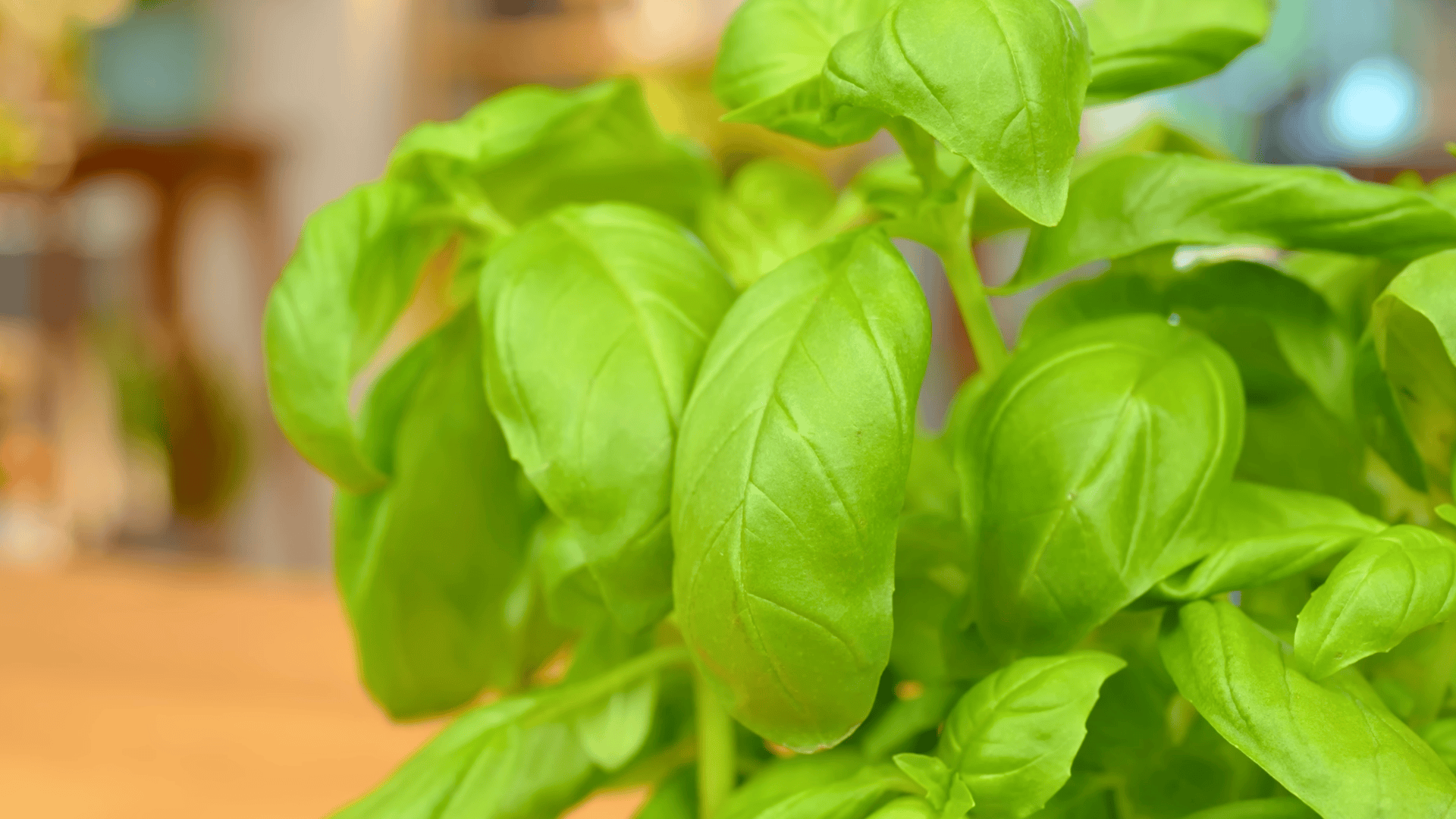 how to harvest basil the right way for bigger growth