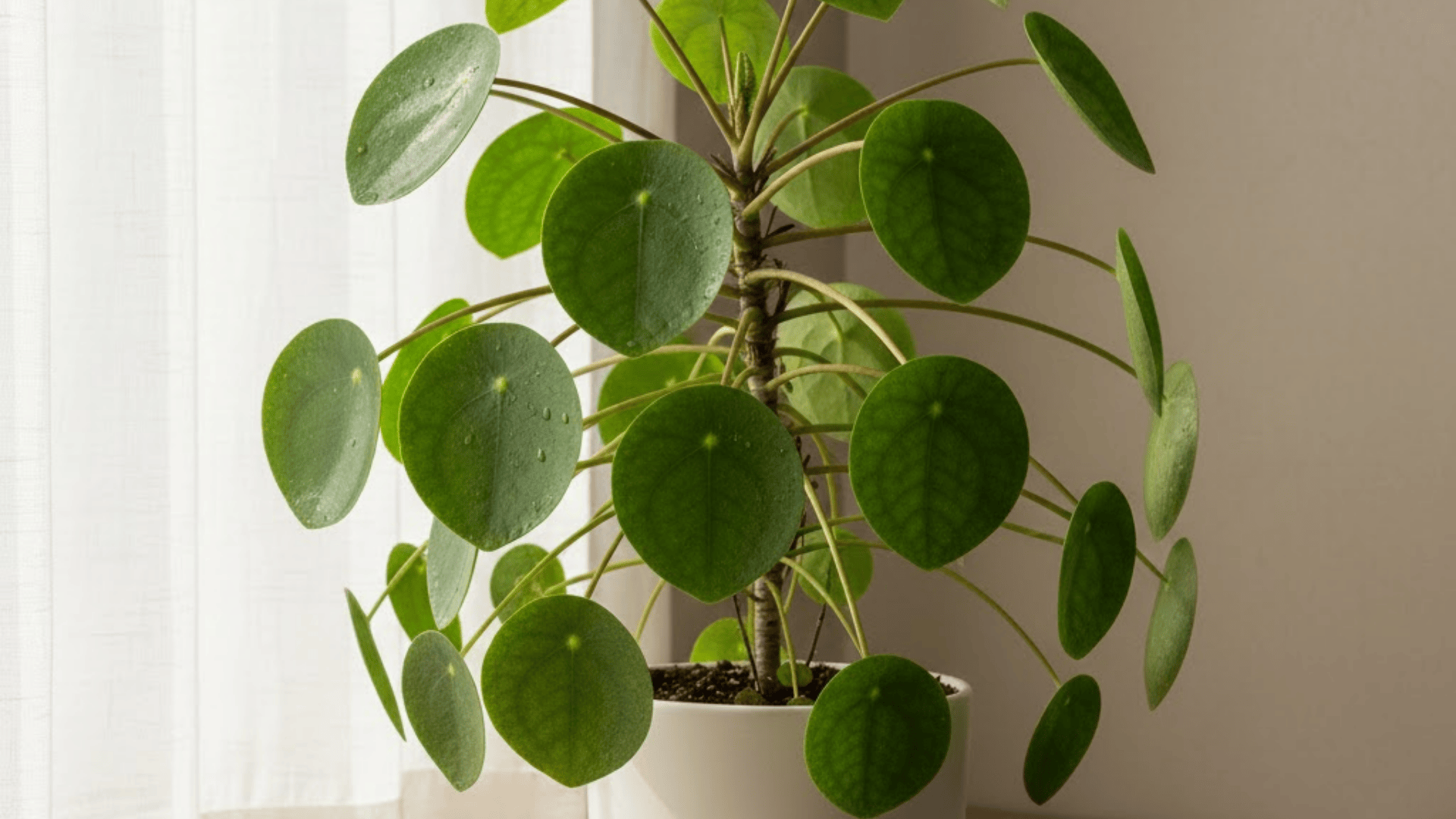 how-to-keep-a-chinese-money-plant-full-and-balanced