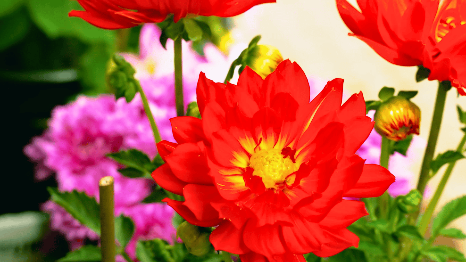 how to plant dahlia tubers beginners guide