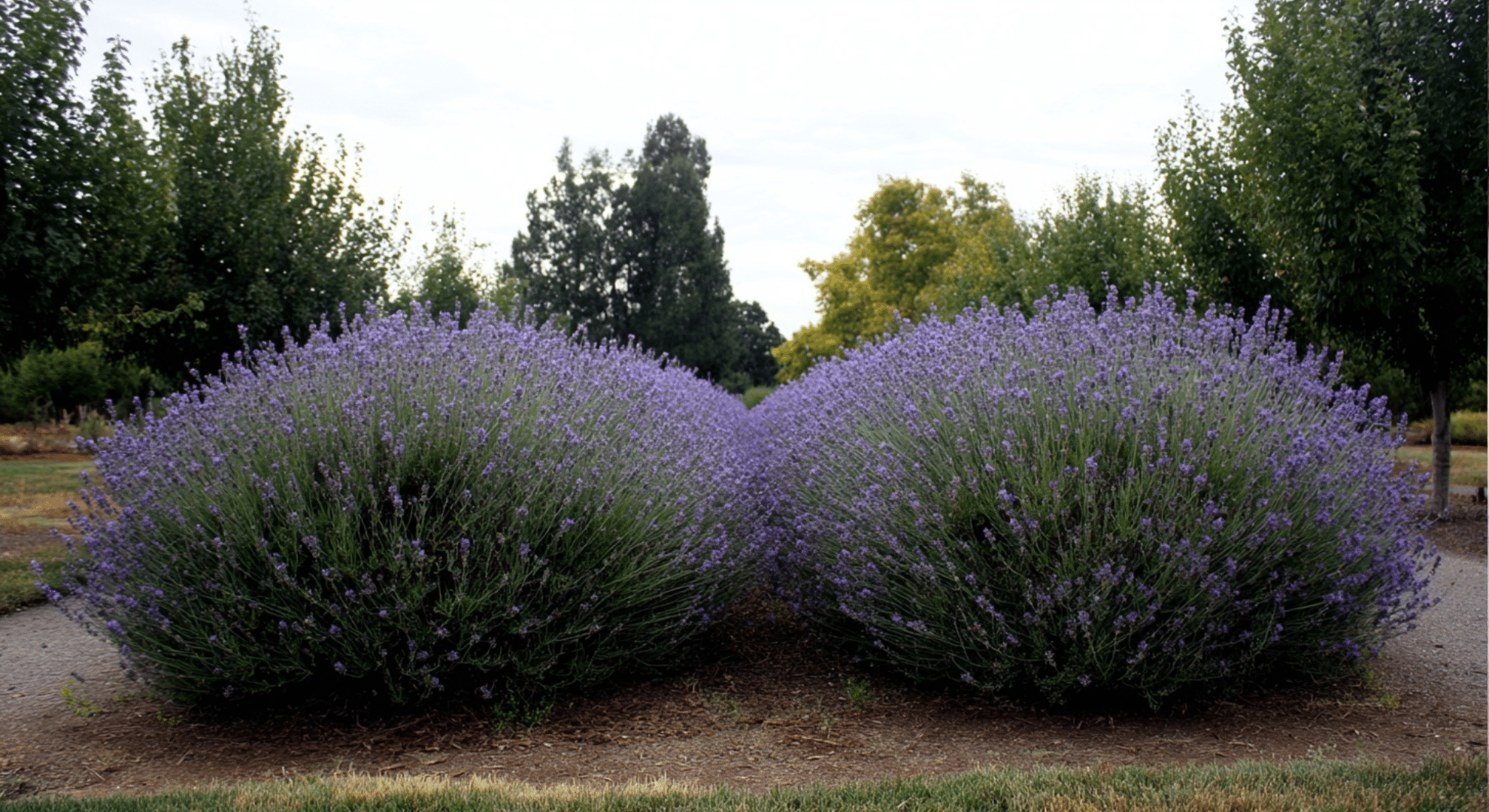 how wide lavender plants typically get