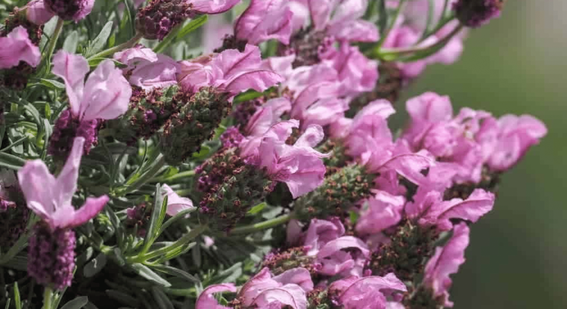 hybrid lavender varieties