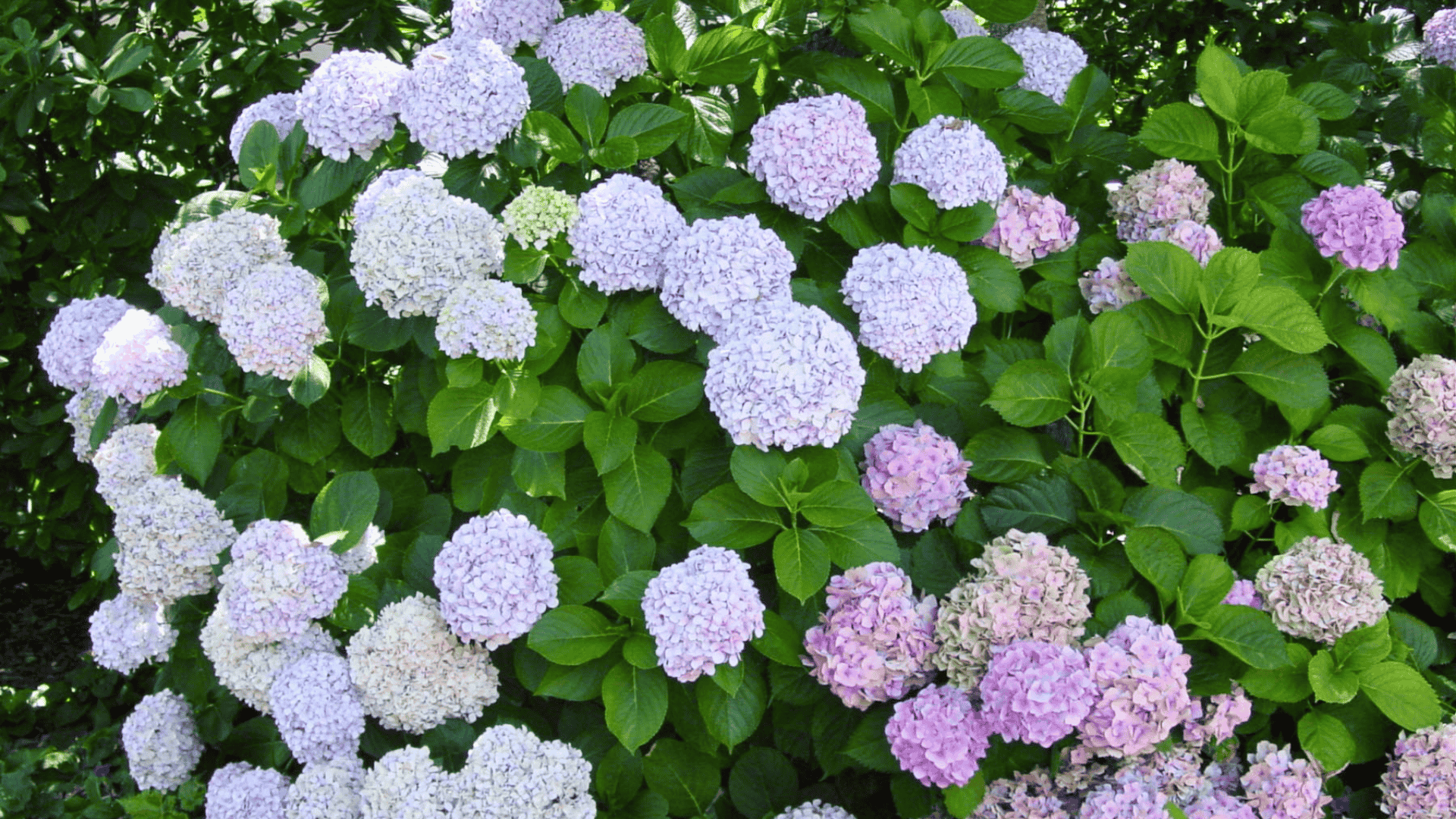 hydrangea macrophylla bigleaf hydrangea