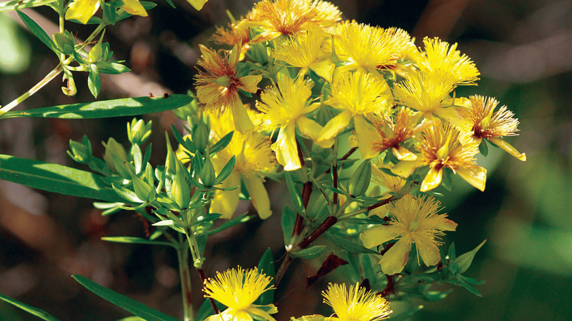 hypericum prolificum shrubby st john s wort