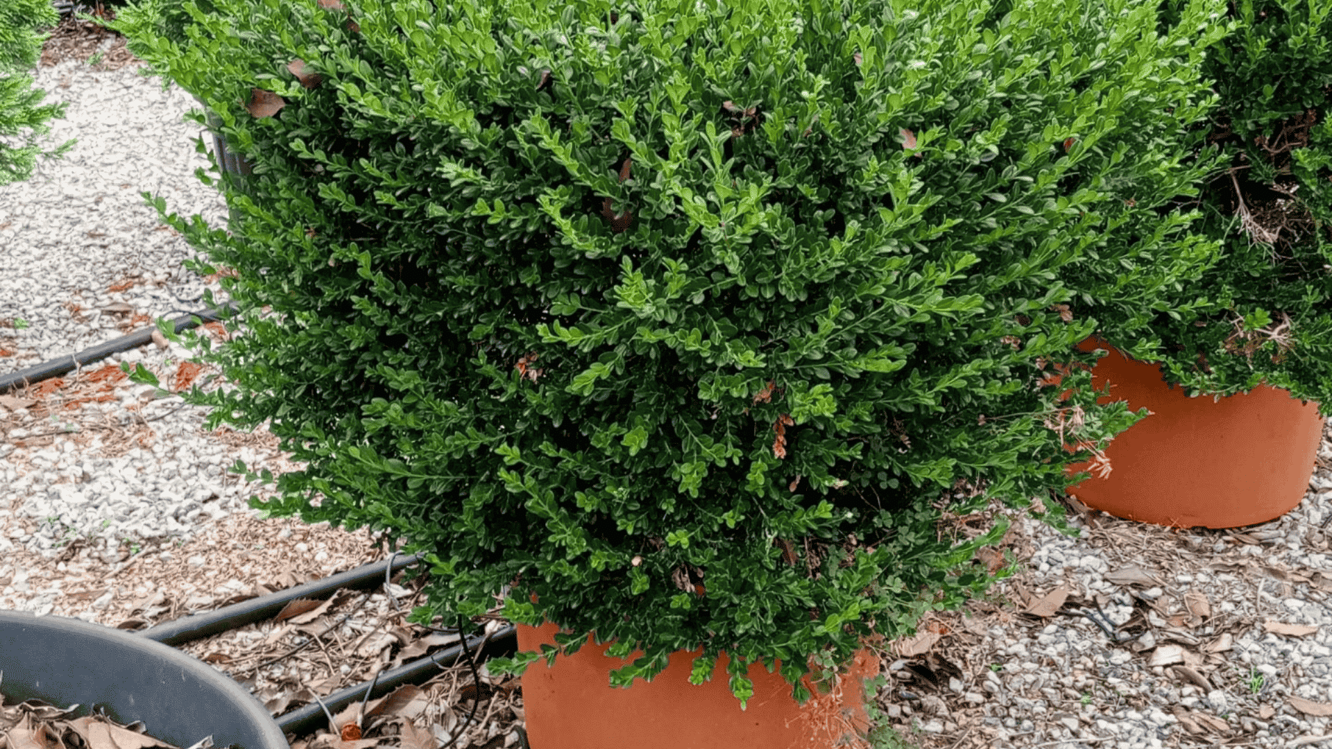 ilex crenata japanese holly