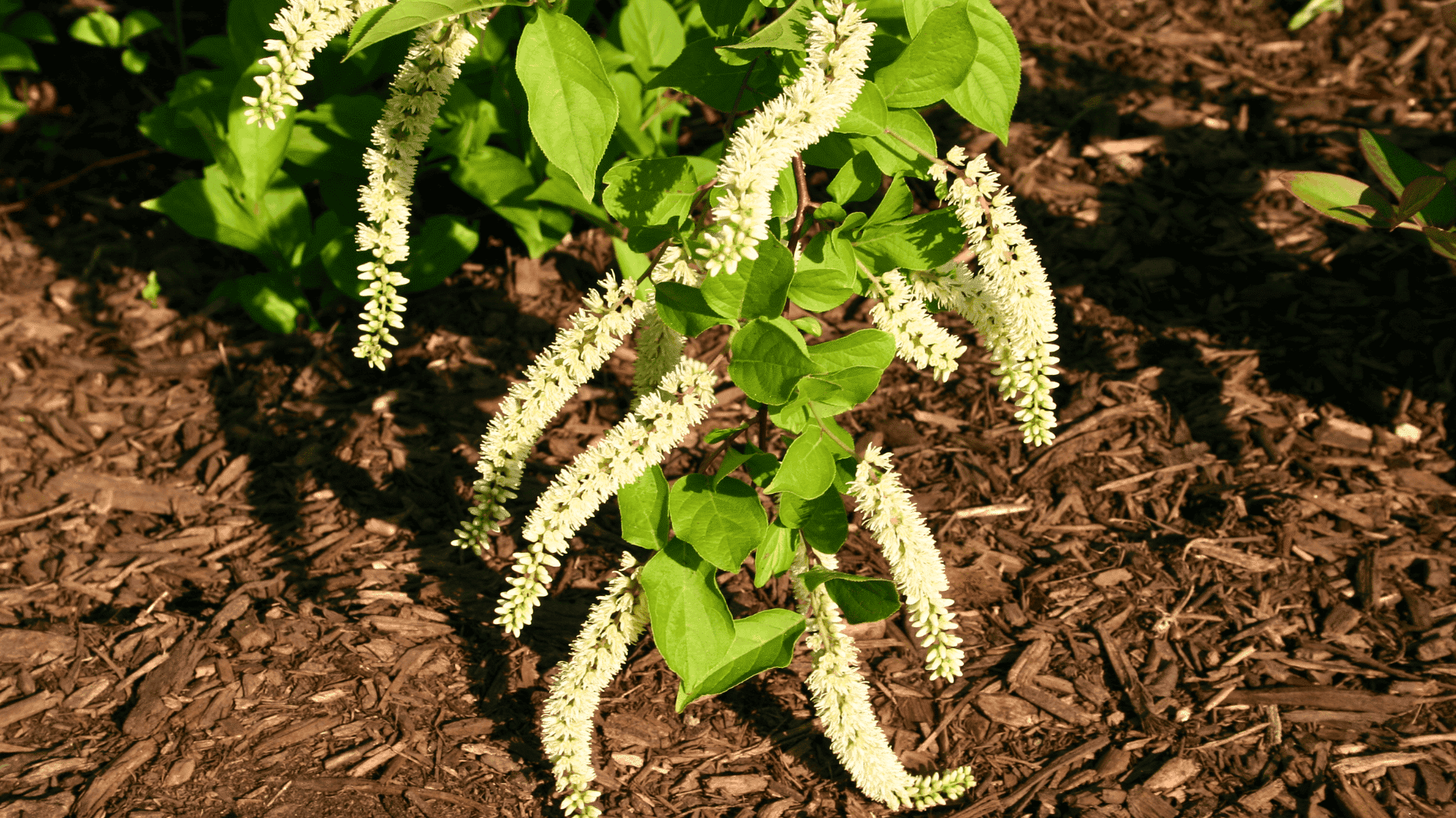 itea virginica virginia sweetspire