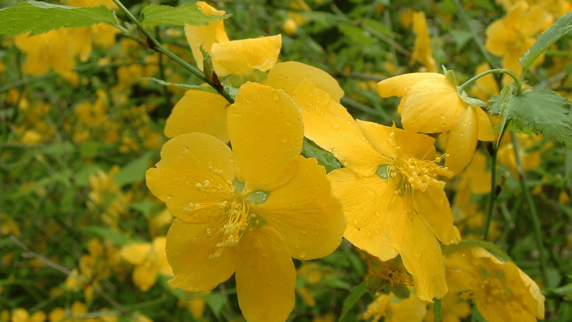 kerria japonica japanese kerria