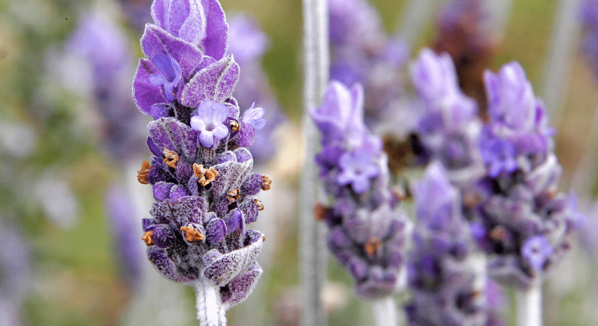 lavendar