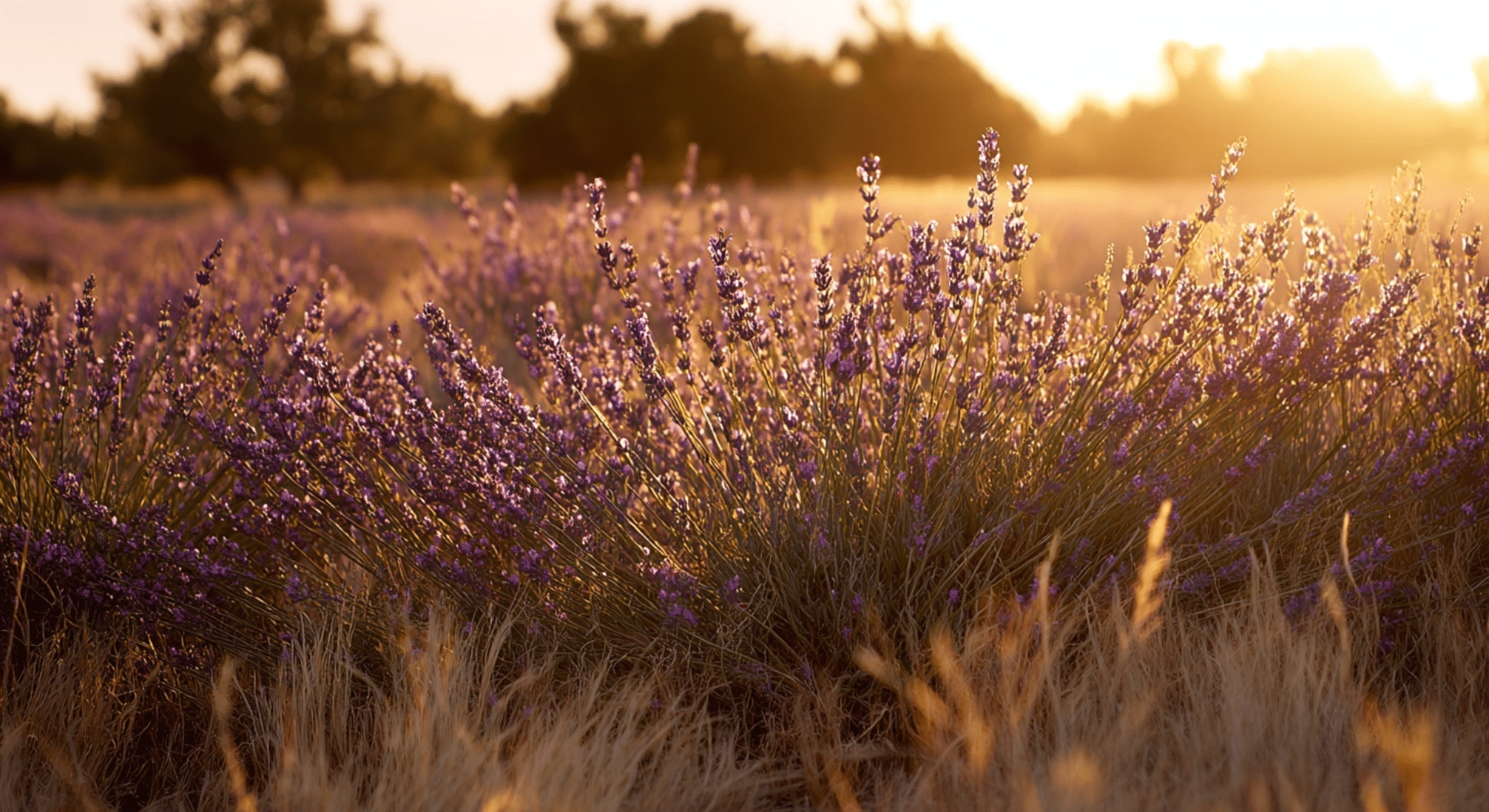 lavender blooming in august