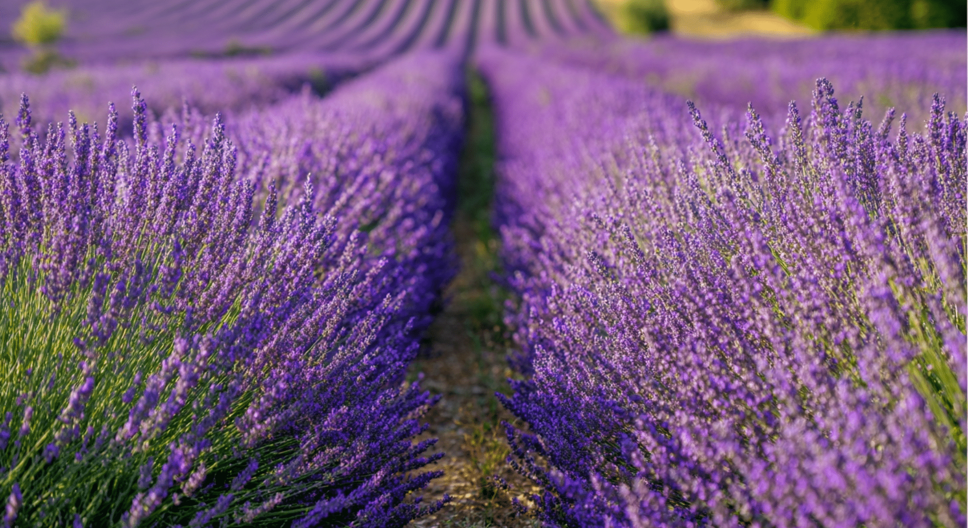 lavender blooming in july