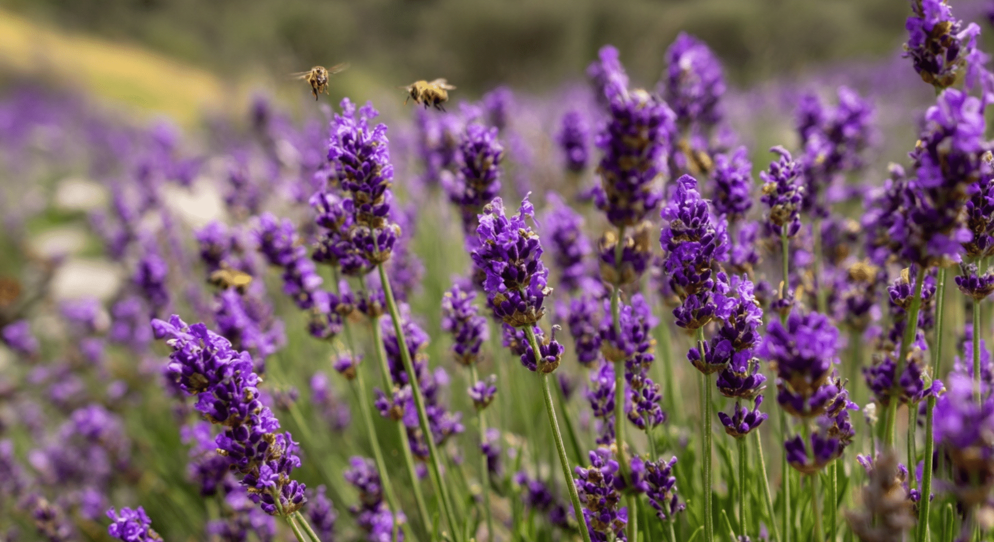 lavender blooming in june
