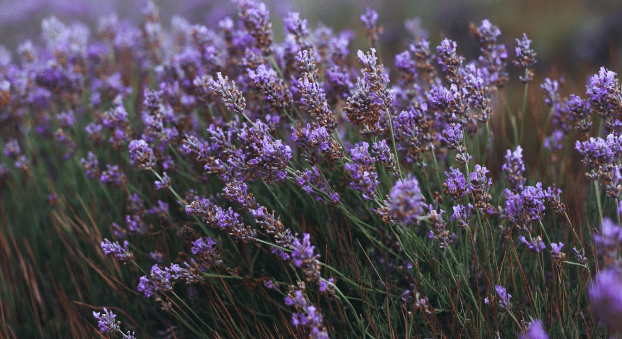 lavender blooming in september